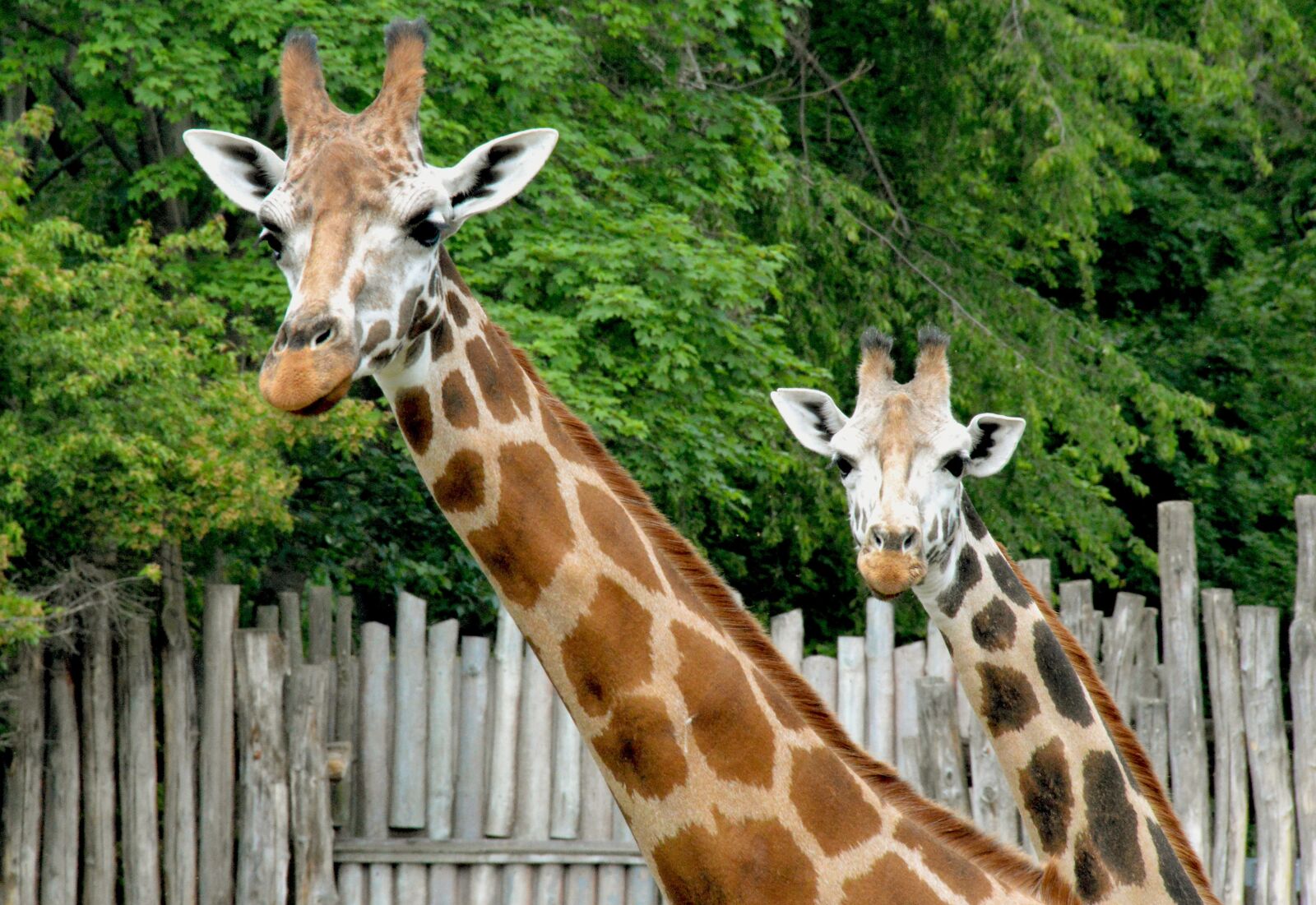 Nikon D3200 sample photo. Giraffen, mimik, zoo photography