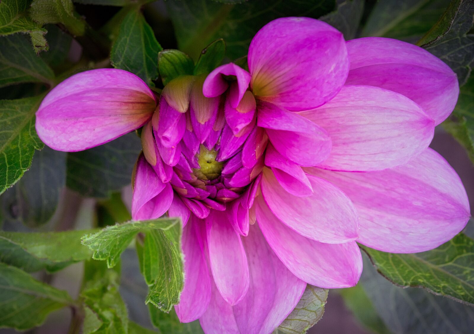 Canon EOS 200D (EOS Rebel SL2 / EOS Kiss X9) sample photo. Dahlia, bud, dahlia garden photography