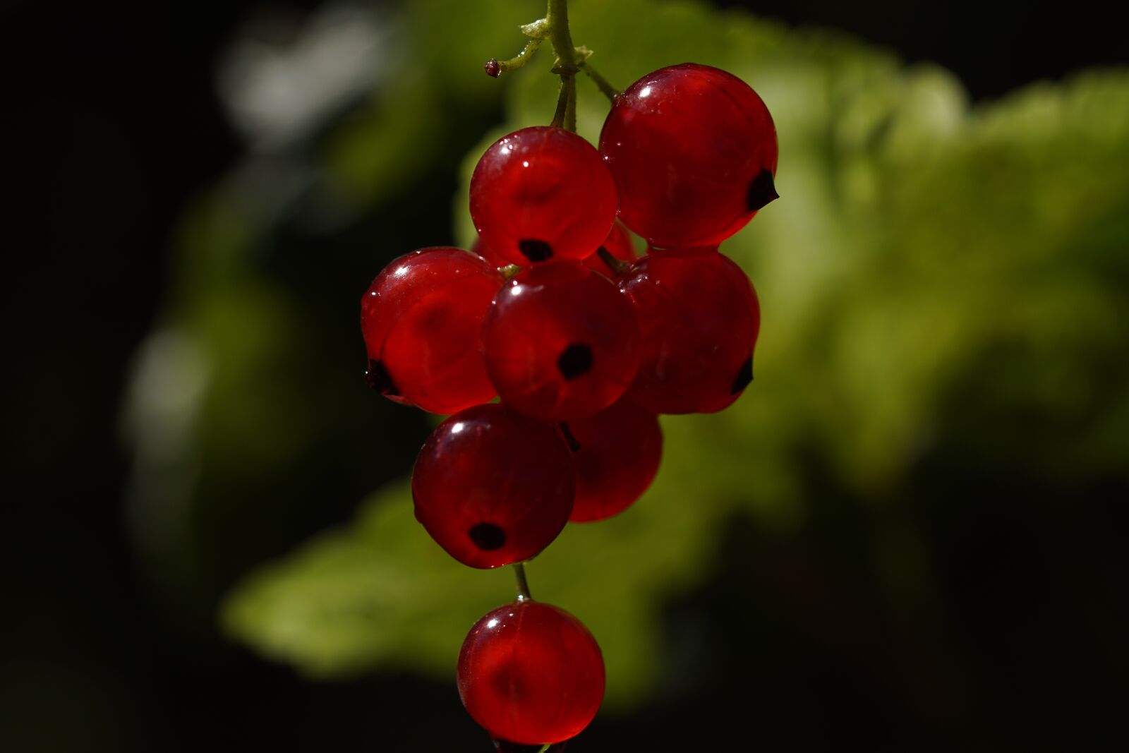 Sony SLT-A68 + 105mm F2.8 sample photo. Red currant, ribes rubrum photography