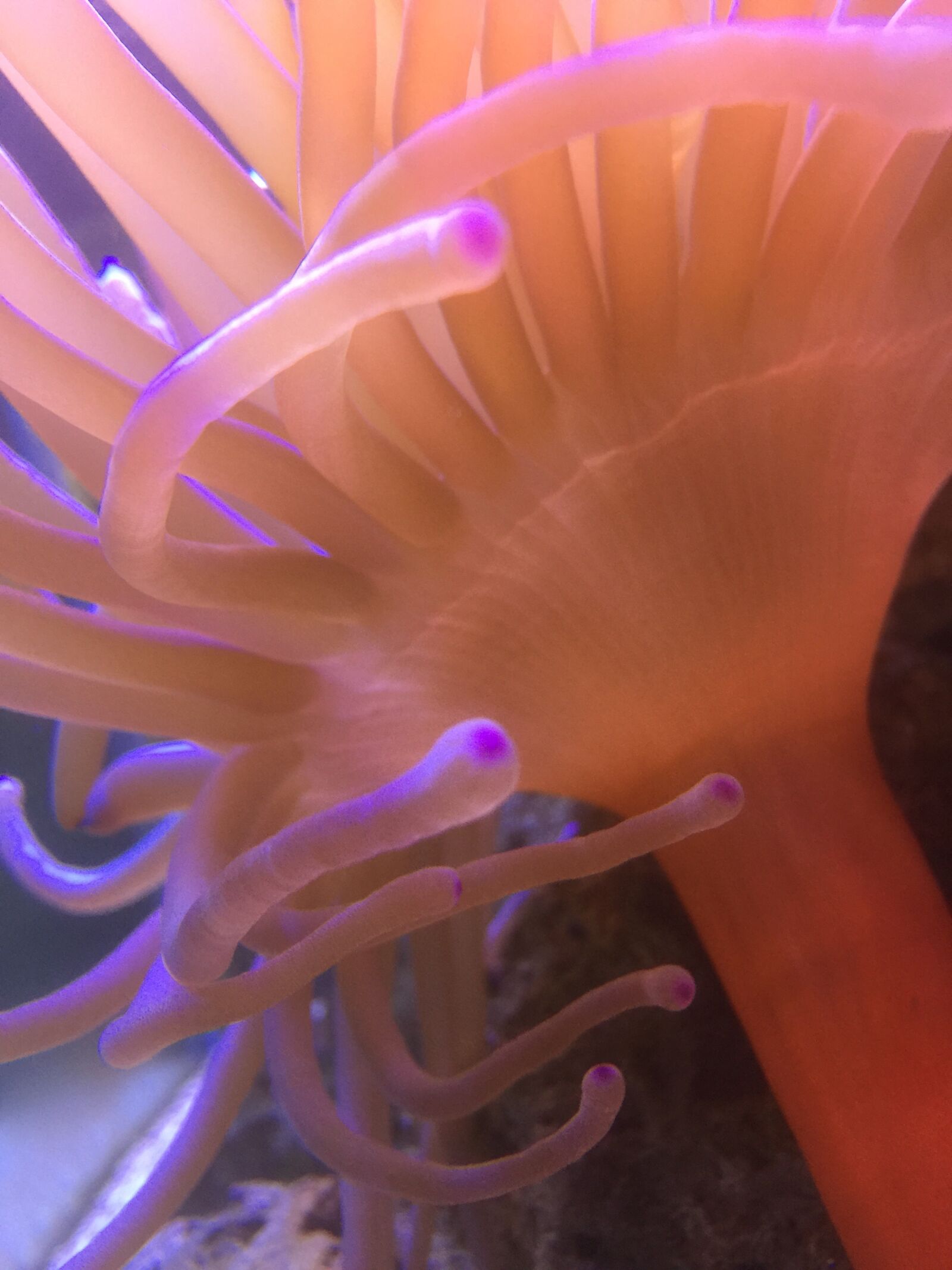 iPhone 6 Plus back camera 4.15mm f/2.2 sample photo. Anemone, fish, saltwater photography