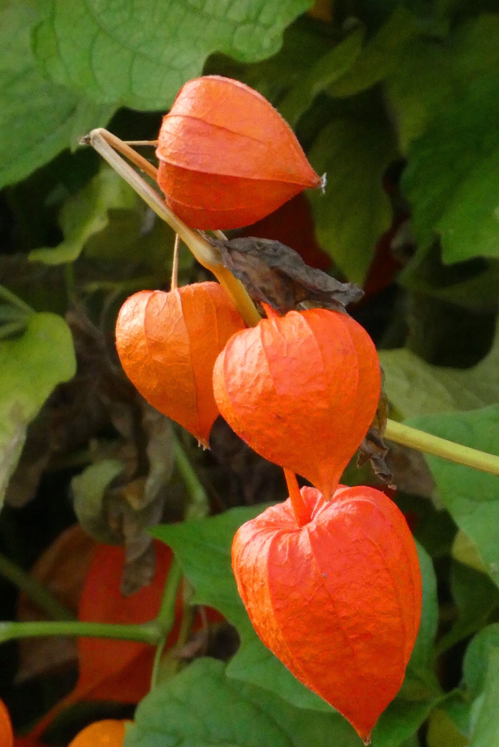 Panasonic Lumix DC-ZS70 (Lumix DC-TZ90) sample photo. Chinese lantern, physalis, chinese photography