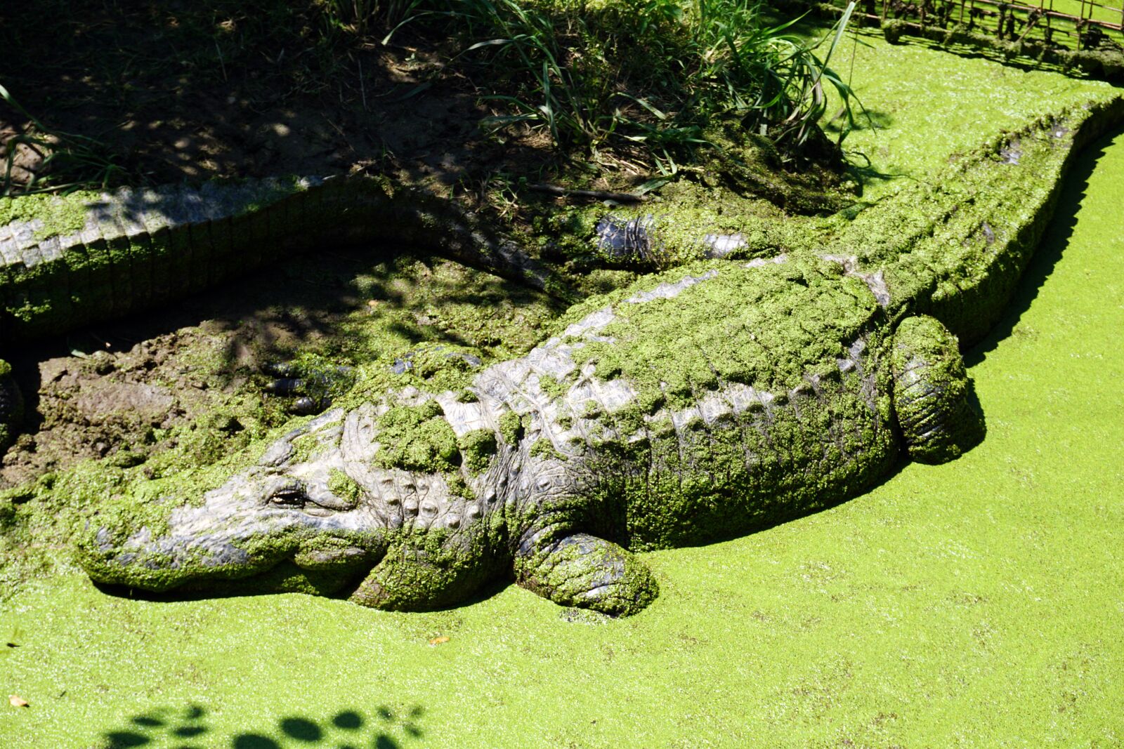 Sony a6000 sample photo. Alligator, reptile, crocodile photography