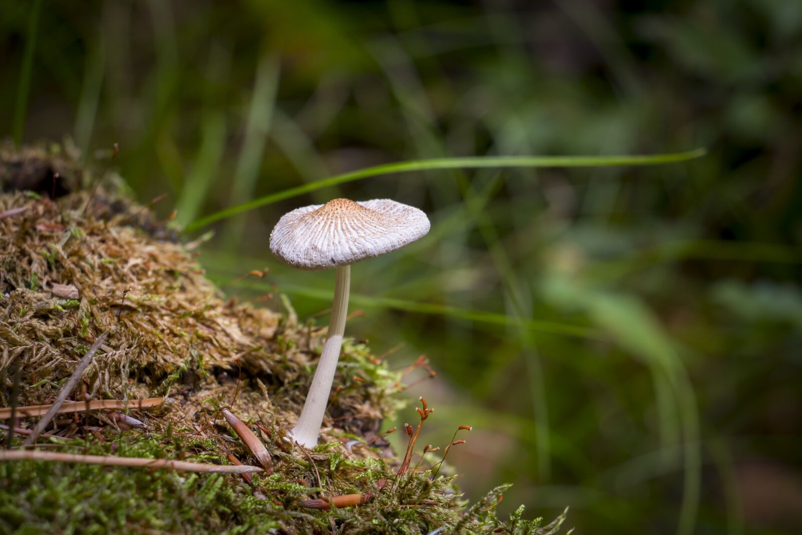 Canon EOS 70D sample photo. Mushroom, forest, nature photography