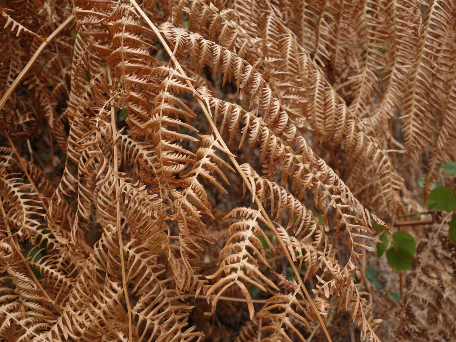 Sony Cyber-shot DSC-RX100 II sample photo. Fern, dry, heat photography