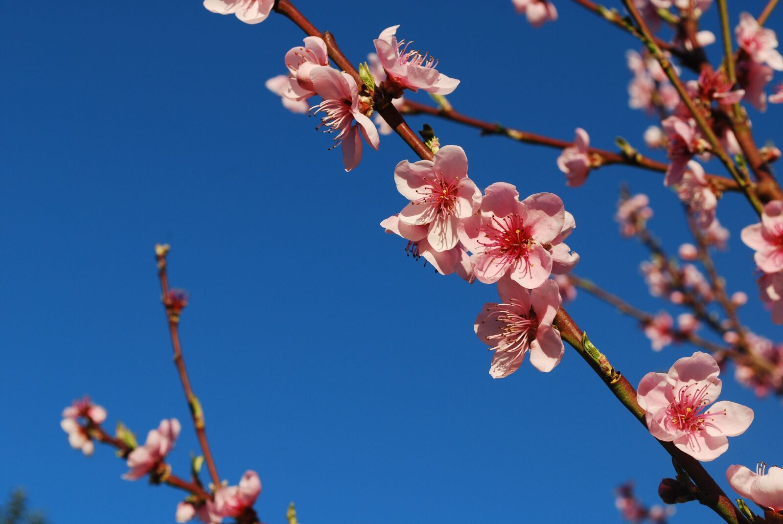 Nikon D60 sample photo. Plum, peach, spring photography
