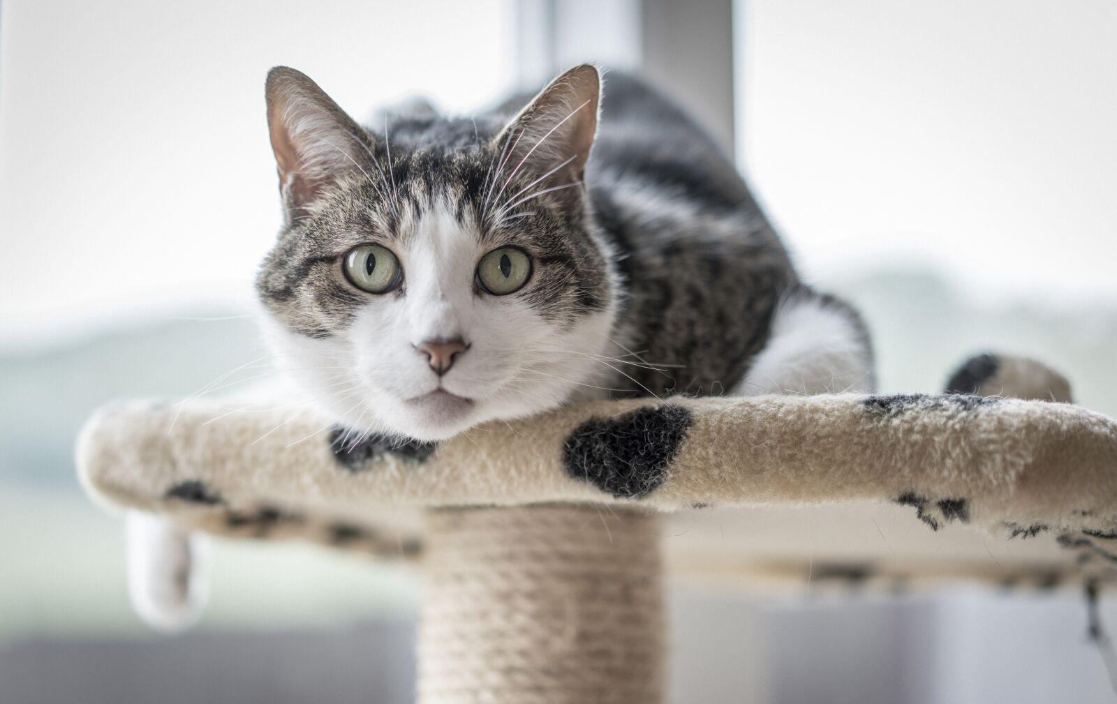 Sony a7R II + Sony Sonnar T* FE 55mm F1.8 ZA sample photo. Cat, portrait, domestic photography