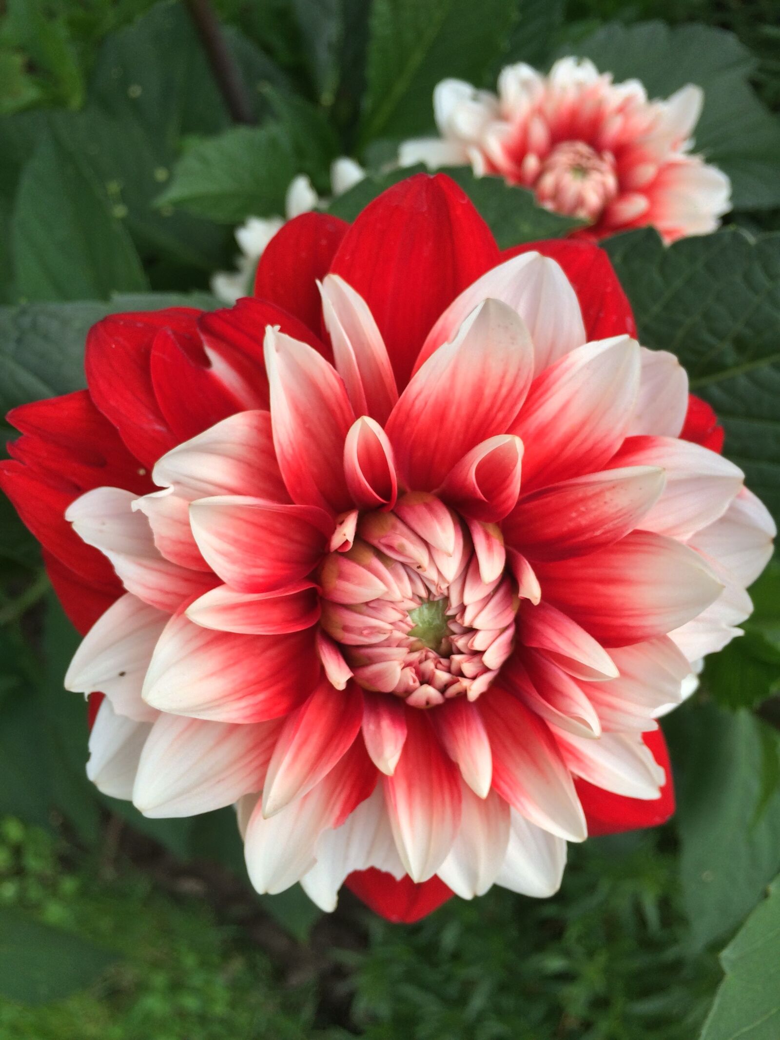 iPhone 5s back camera 4.15mm f/2.2 sample photo. Dahlia, flower, garden plant photography