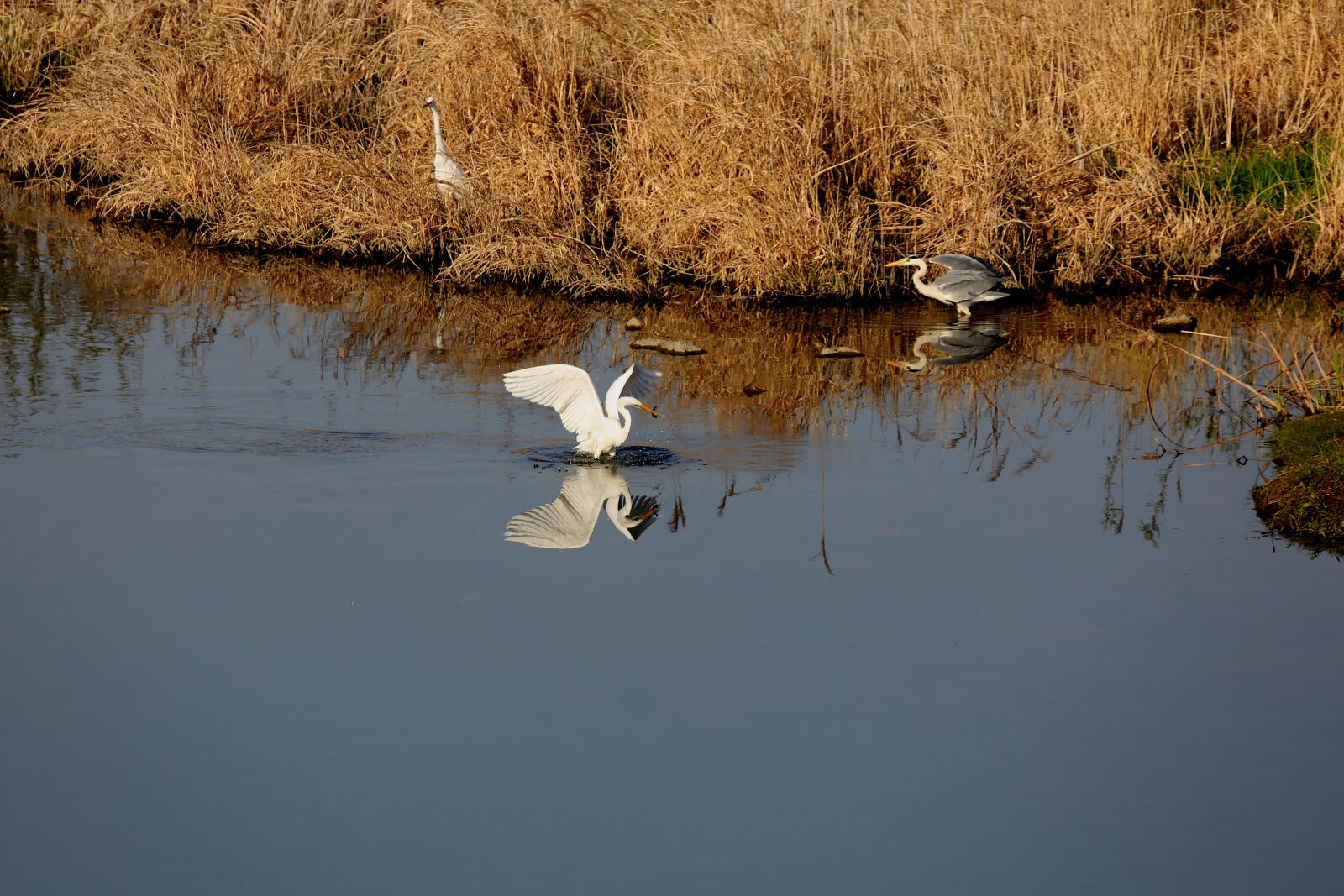 Canon EF 100-400mm F4.5-5.6L IS USM sample photo. The body of water photography
