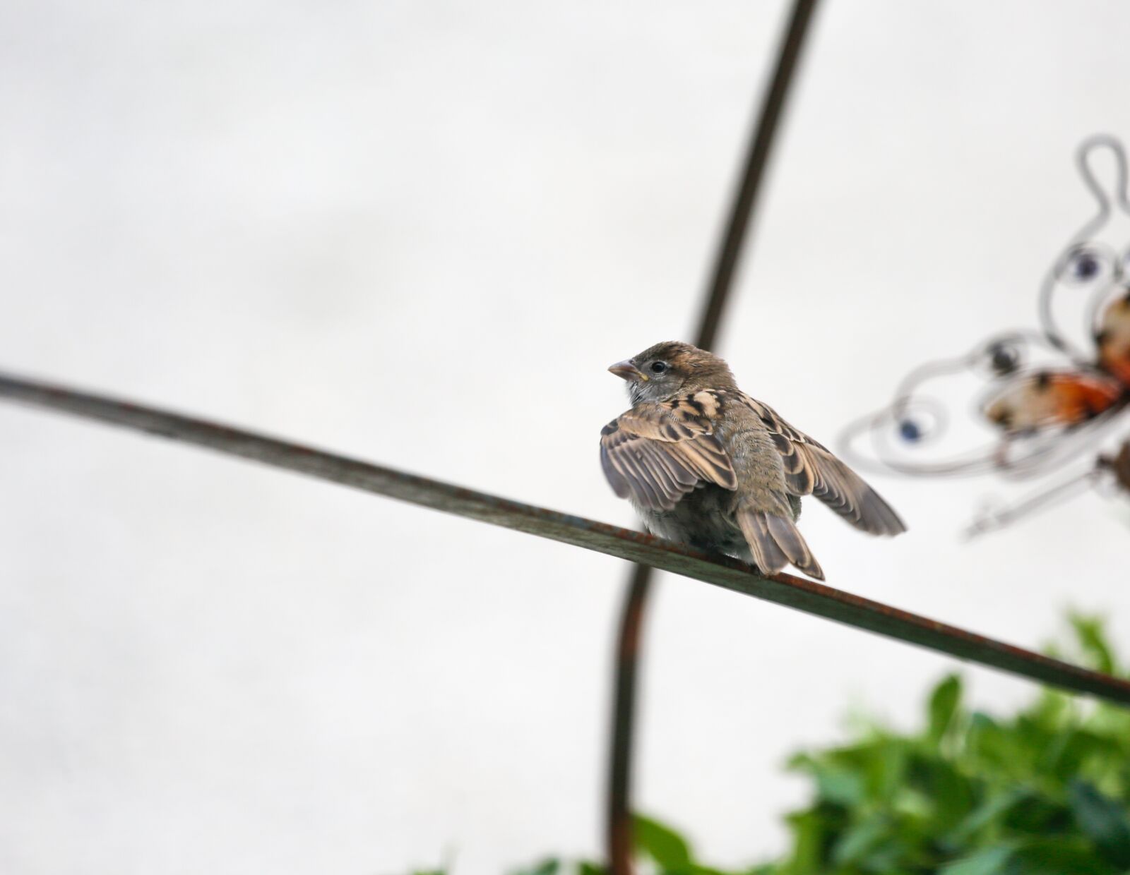 Canon EF 100-400mm F4.5-5.6L IS USM sample photo. Sparrow, sperling, bird photography