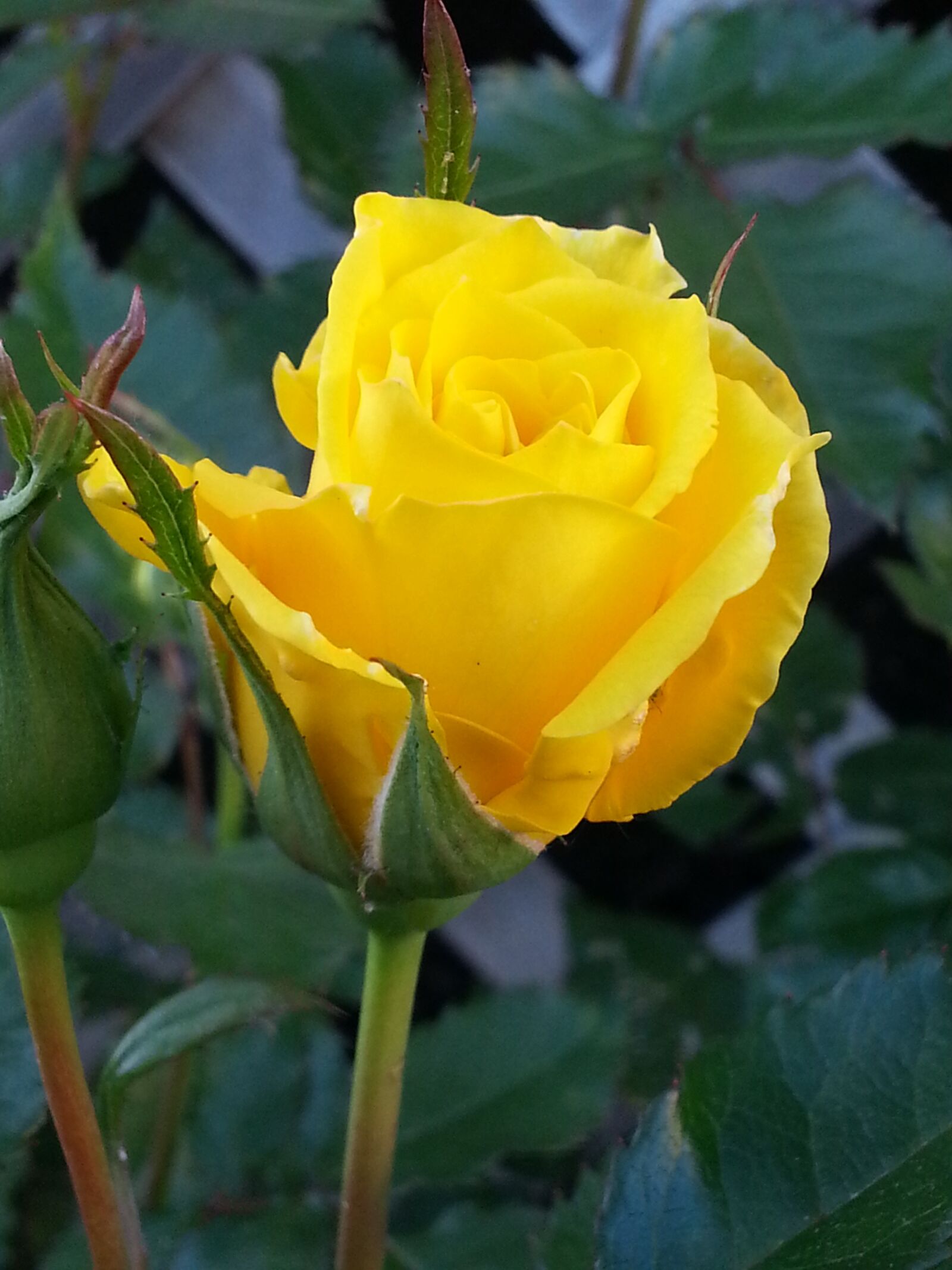 Samsung Galaxy S3 sample photo. Yellow, single, rose photography