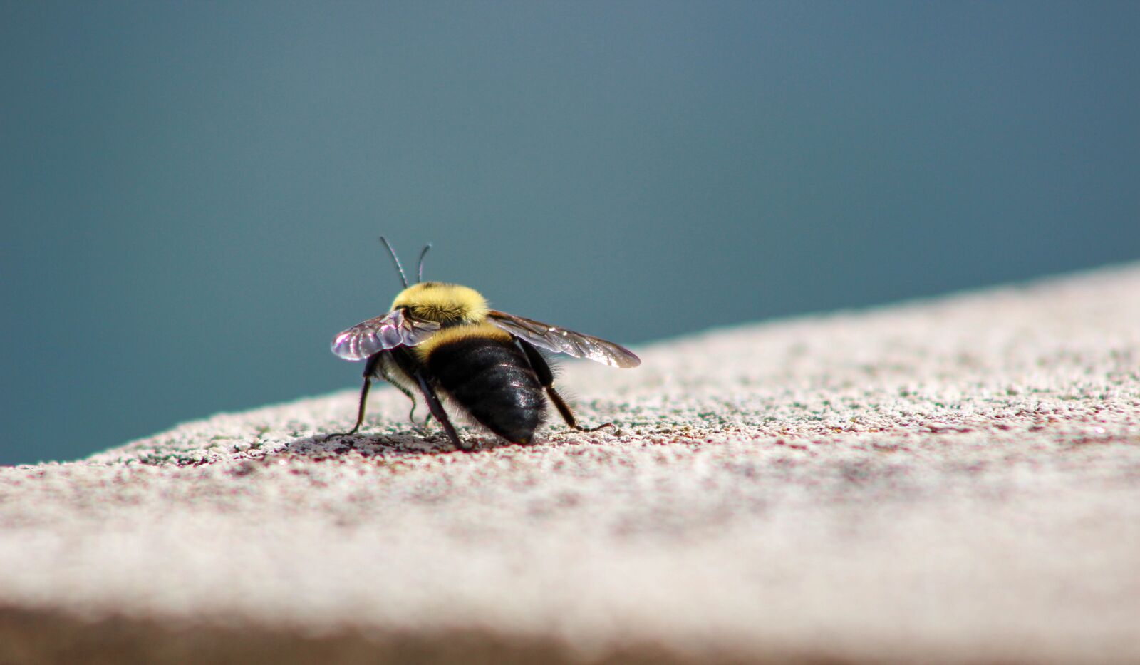 Canon EOS 600D (Rebel EOS T3i / EOS Kiss X5) sample photo. Insect, nature, wildlife photography