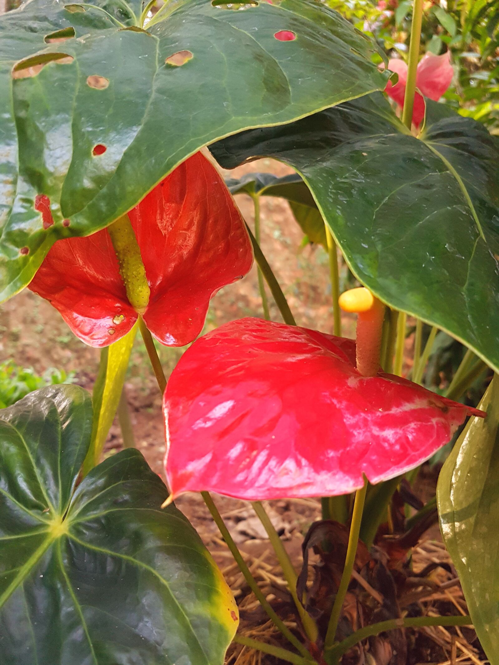 Samsung Galaxy S7 sample photo. Anthurium, flower, plant photography
