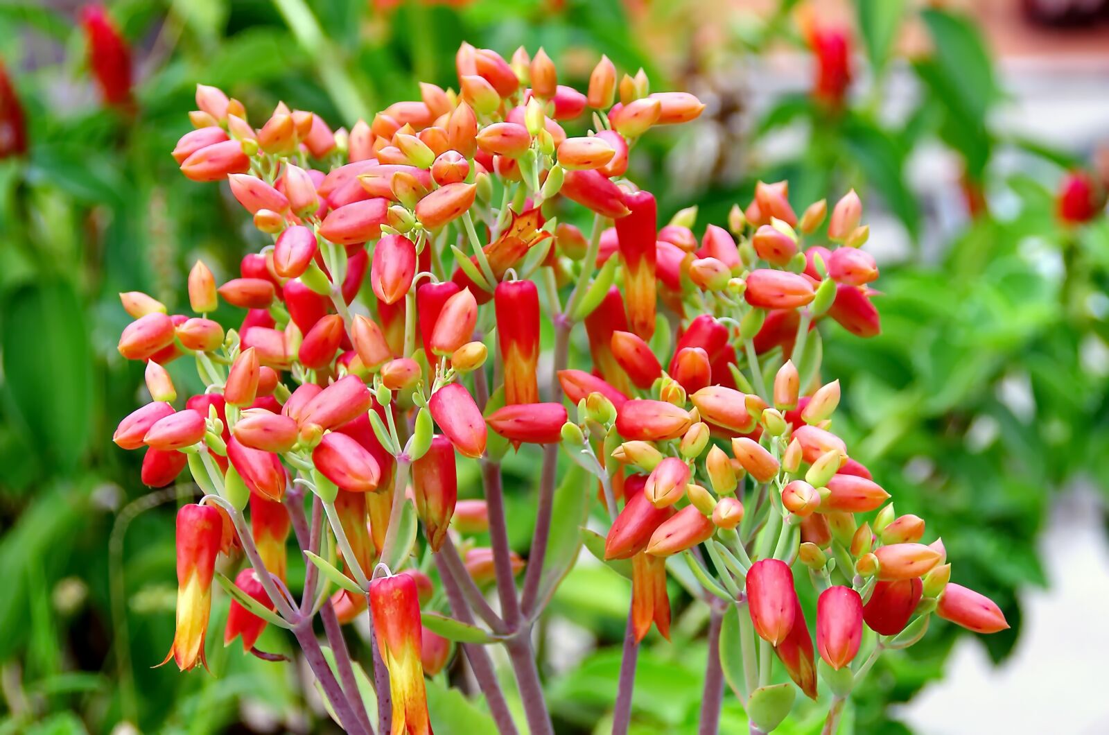 Pentax K-5 sample photo. Flowers, red, yellow photography