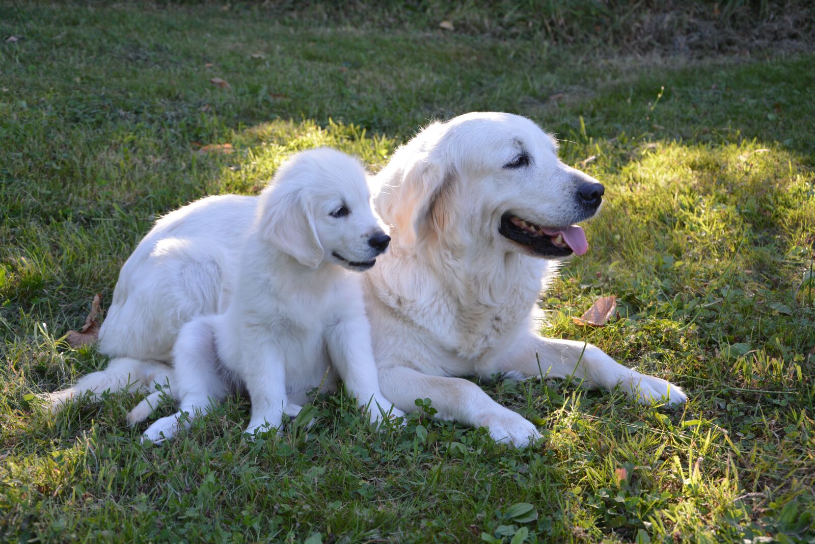 Nikon D5200 sample photo. Golden retriever, puppy, mother photography