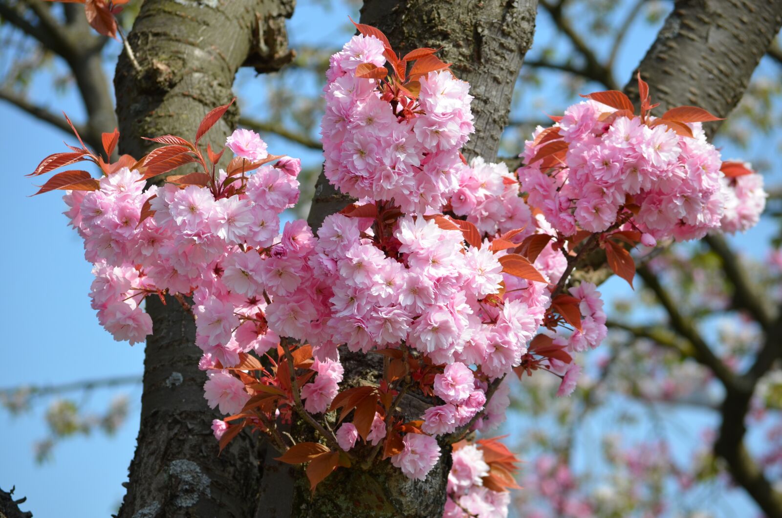 Nikon D5100 sample photo. Cherry blossom, japanese cherry photography