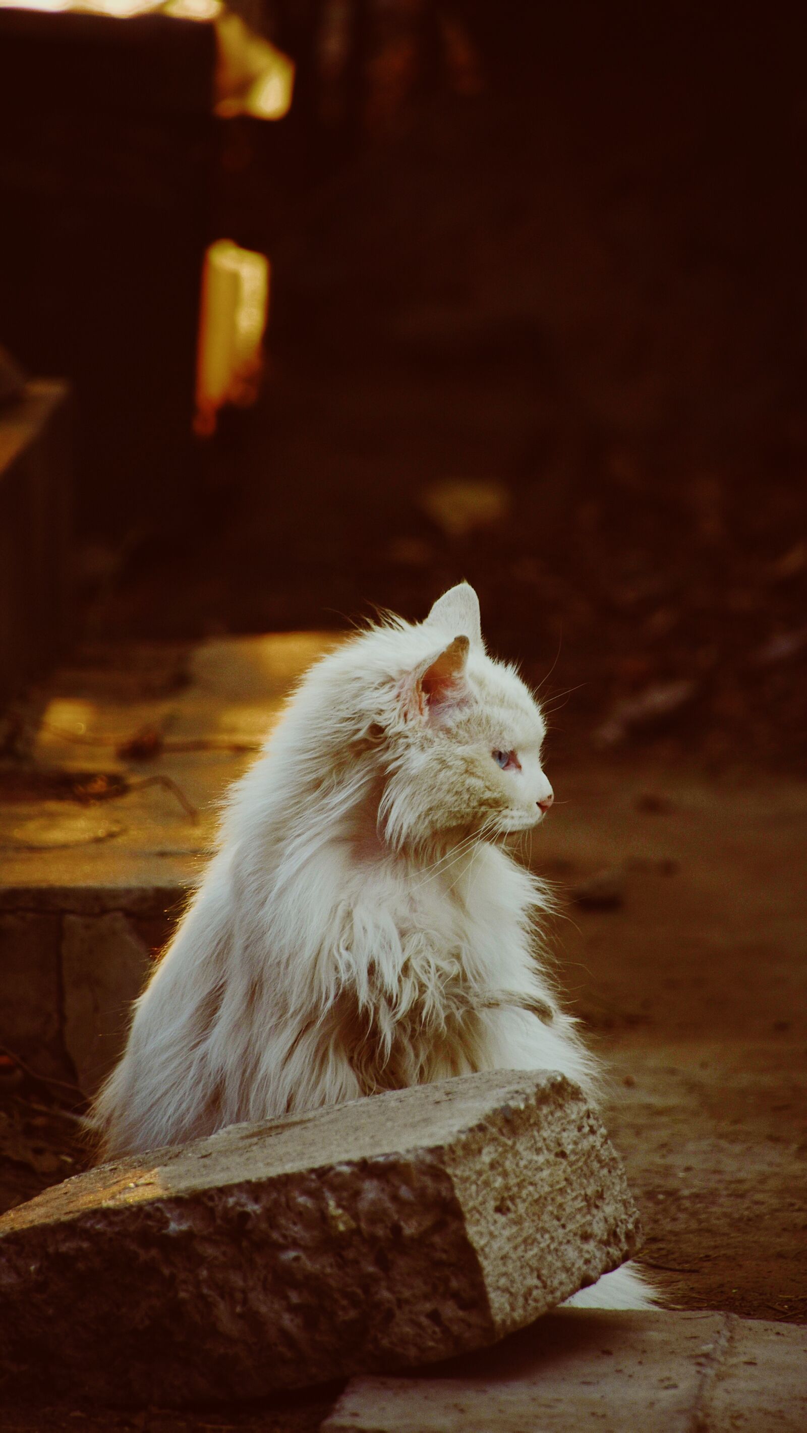Nikon D7200 sample photo. Animal, cat, kitten photography