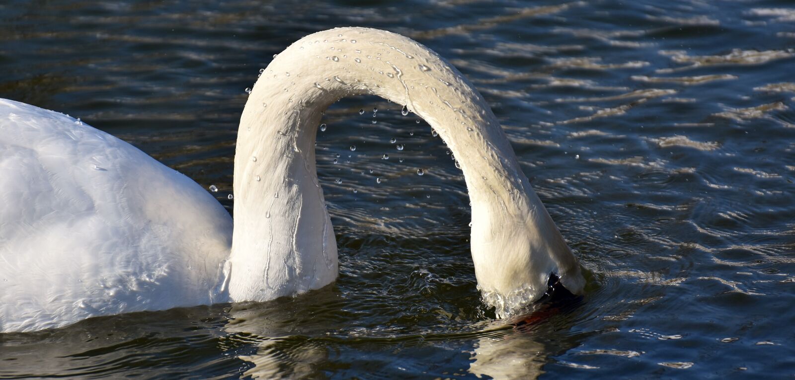 Nikon D7200 sample photo. Swan, drop of water photography