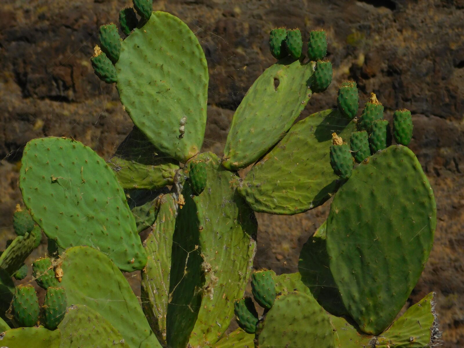 Nikon Coolpix L840 sample photo. Cactus, green, colors photography