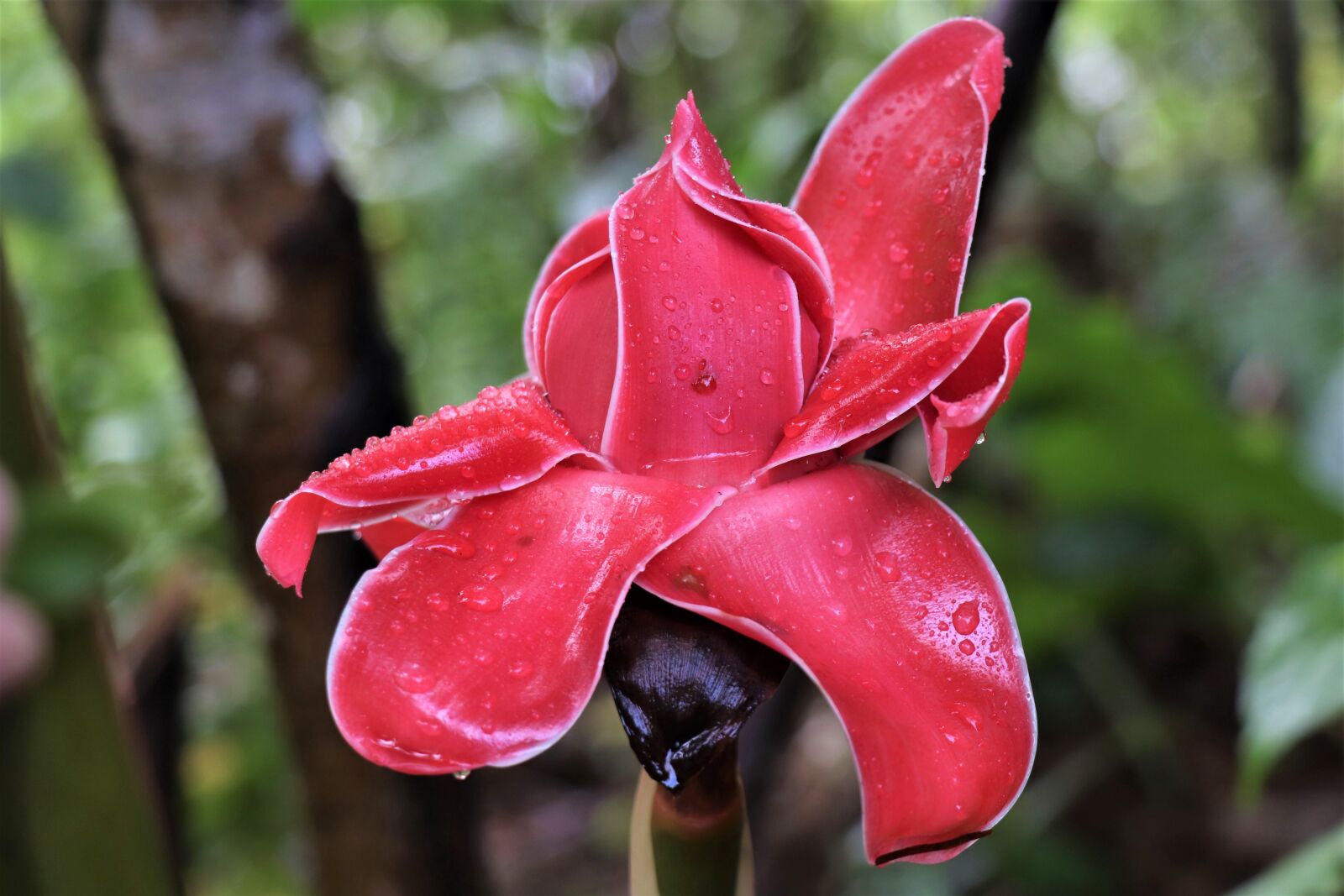 Canon EOS 77D (EOS 9000D / EOS 770D) sample photo. Flower, red, exotic photography