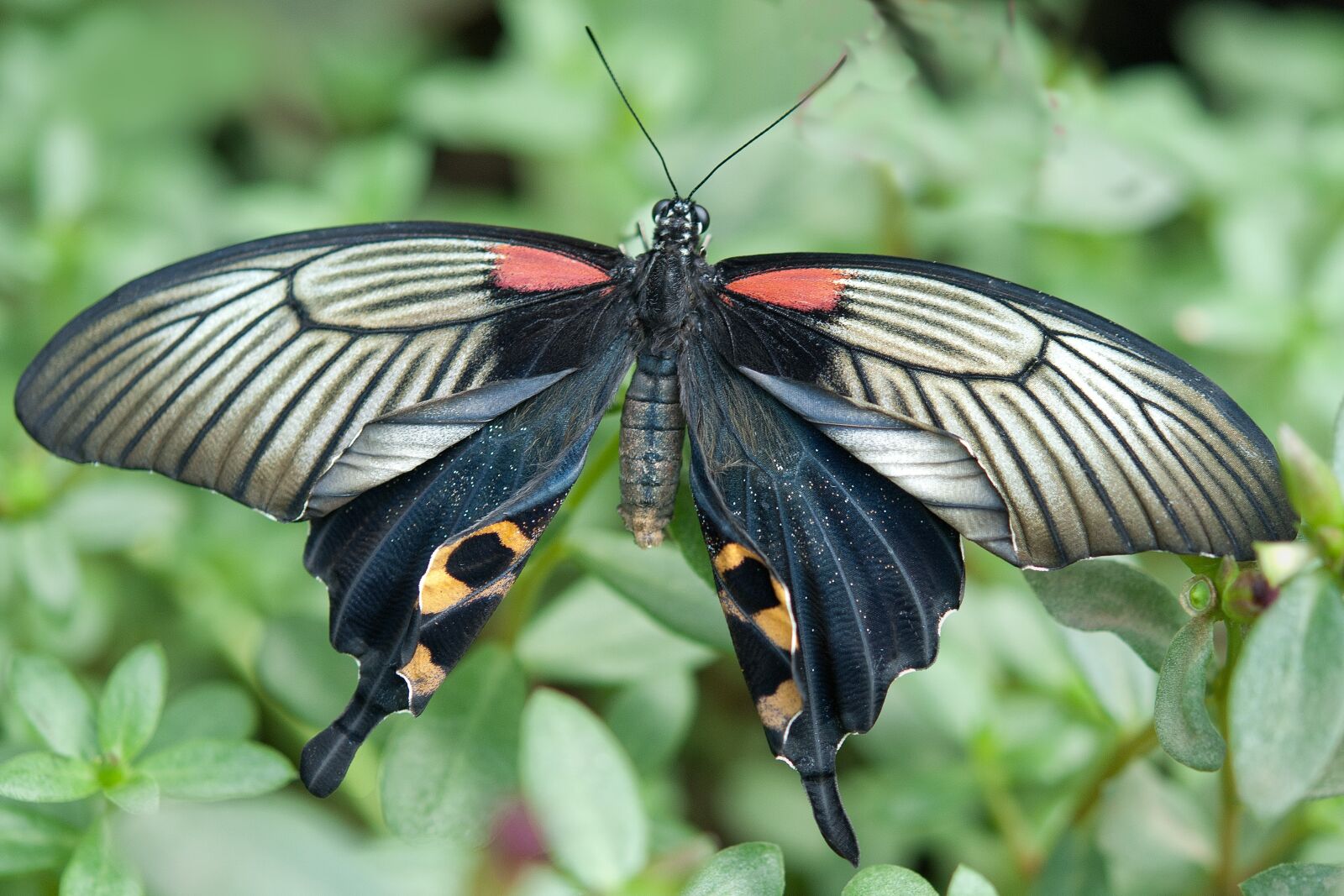 Nikon D80 sample photo. Butterfly, nature, summer photography