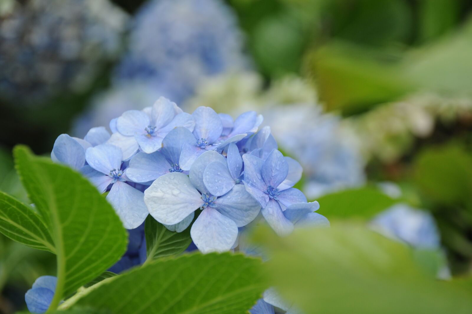 Nikon D300 sample photo. Hydrangea serrata, flower, the photography