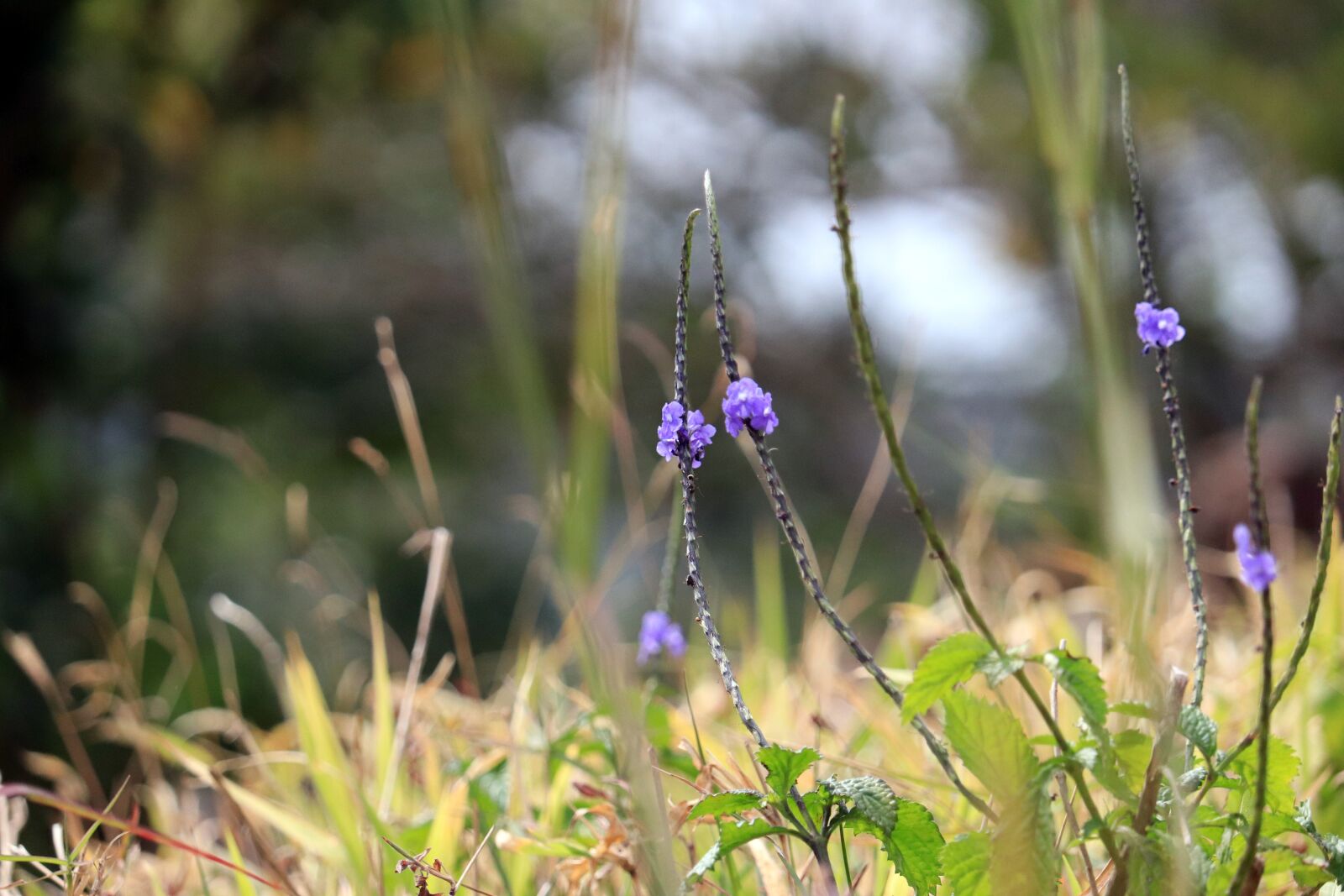 Canon EOS 200D (EOS Rebel SL2 / EOS Kiss X9) sample photo. Nature, flowers, meadows photography