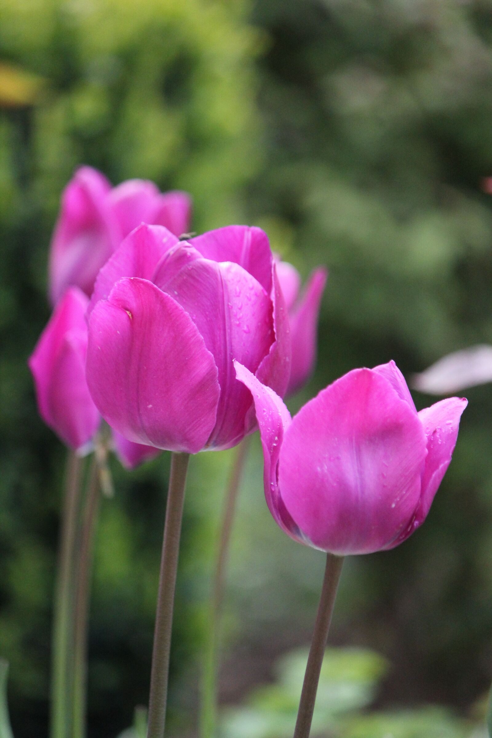 Canon EOS 550D (EOS Rebel T2i / EOS Kiss X4) sample photo. Tulips, pink, flowers photography