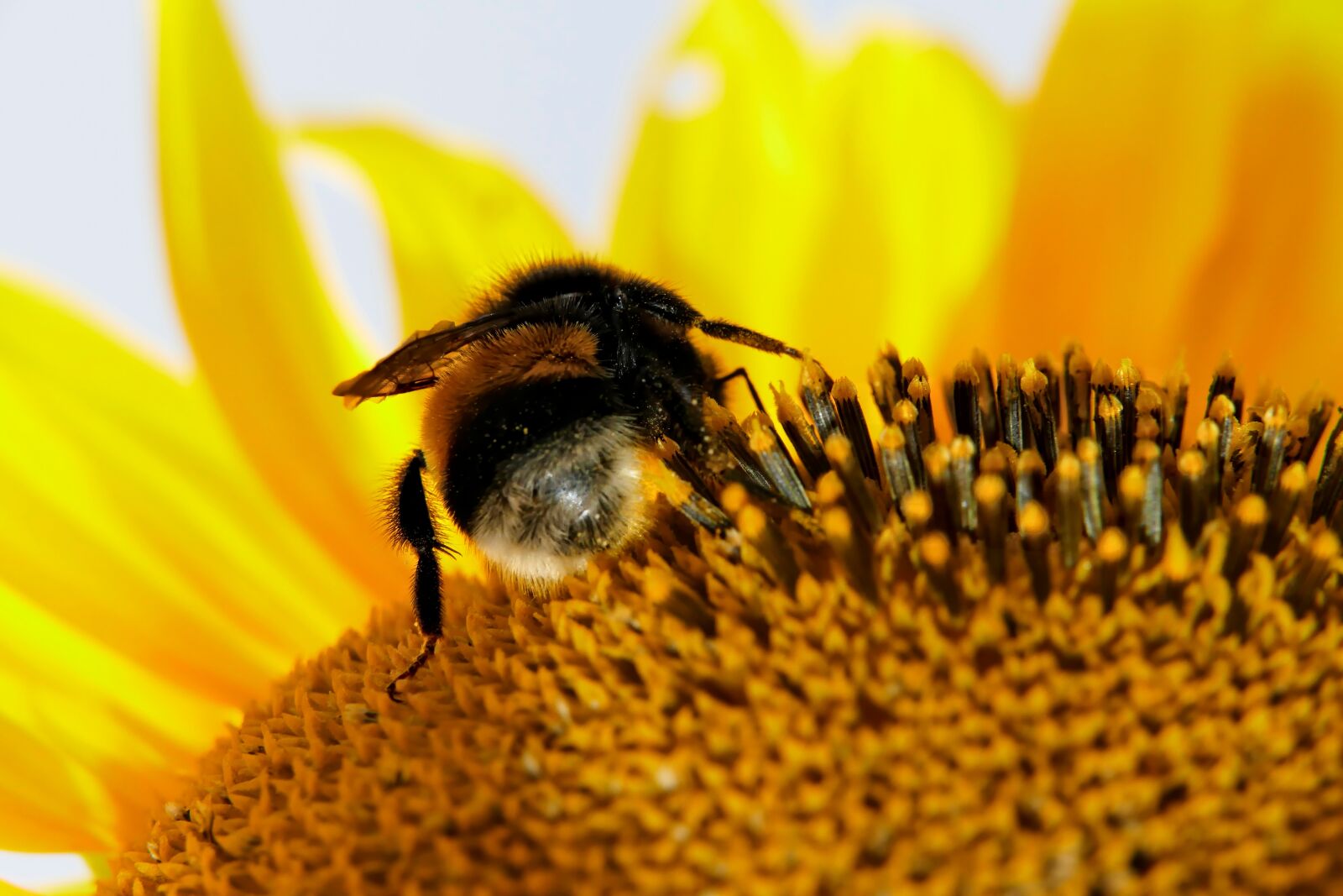 Panasonic Lumix DMC-FZ1000 sample photo. Bumblebee, sunflower, pollination photography