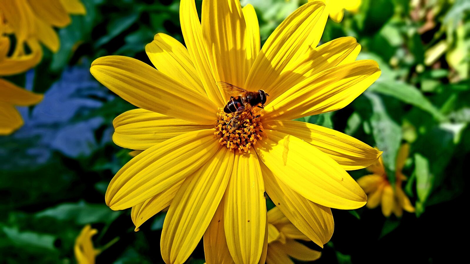 Samsung Galaxy S7 Edge sample photo. Flower, yellow, hoverfly photography