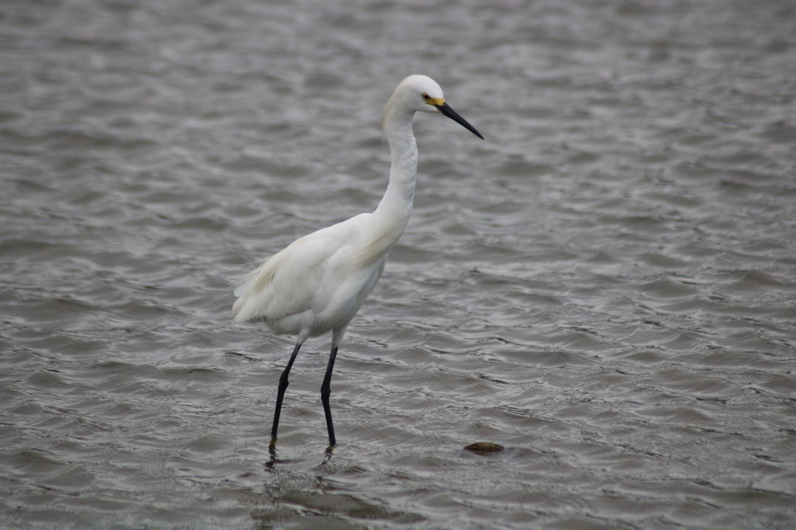 Canon EOS 750D (EOS Rebel T6i / EOS Kiss X8i) sample photo. Birds, wildlife, body of photography