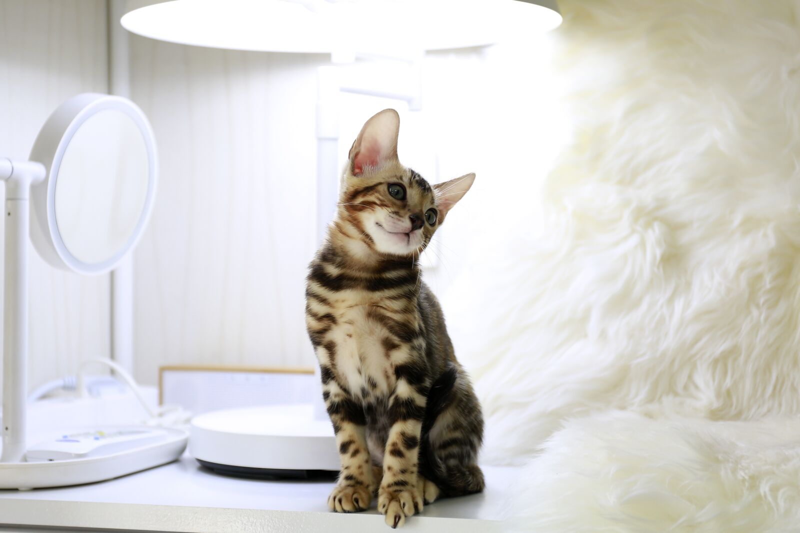 Canon EOS 5D Mark III sample photo. Cat, tiger, baby cats photography