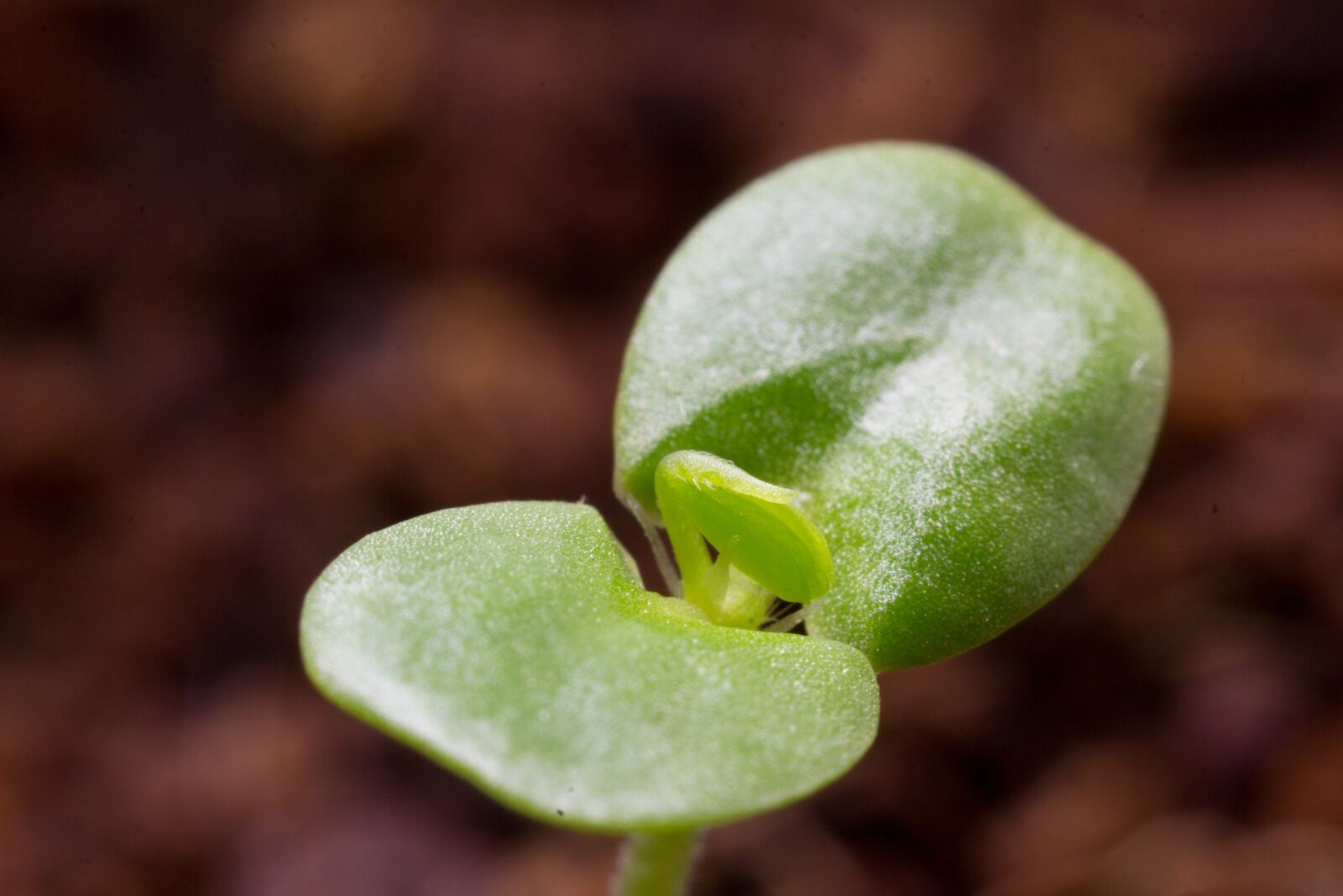 Canon EF-S 60mm F2.8 Macro USM sample photo. Cotyledons, germination, seedling photography