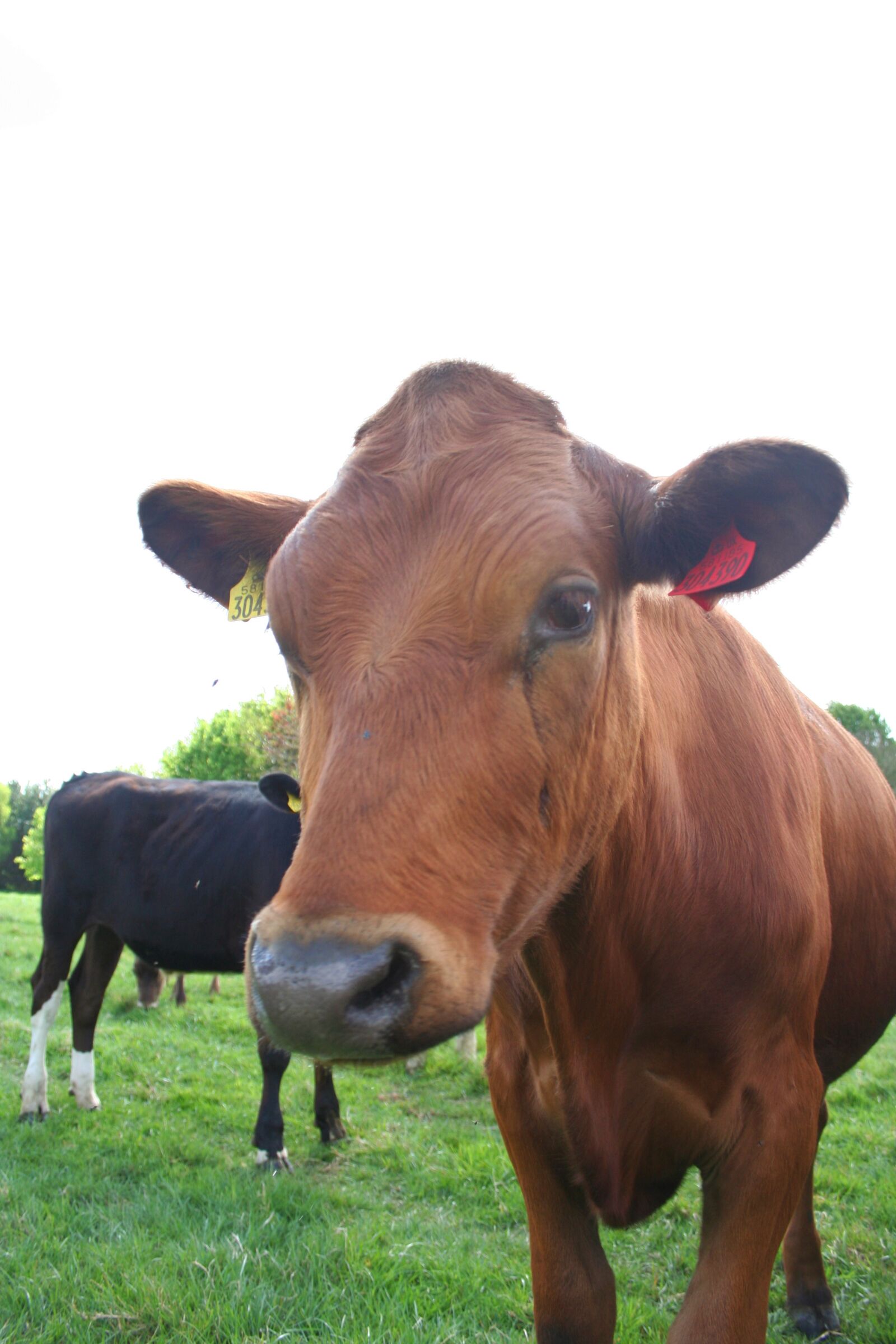 Canon EOS 350D (EOS Digital Rebel XT / EOS Kiss Digital N) sample photo. Cow, cute, animal photography