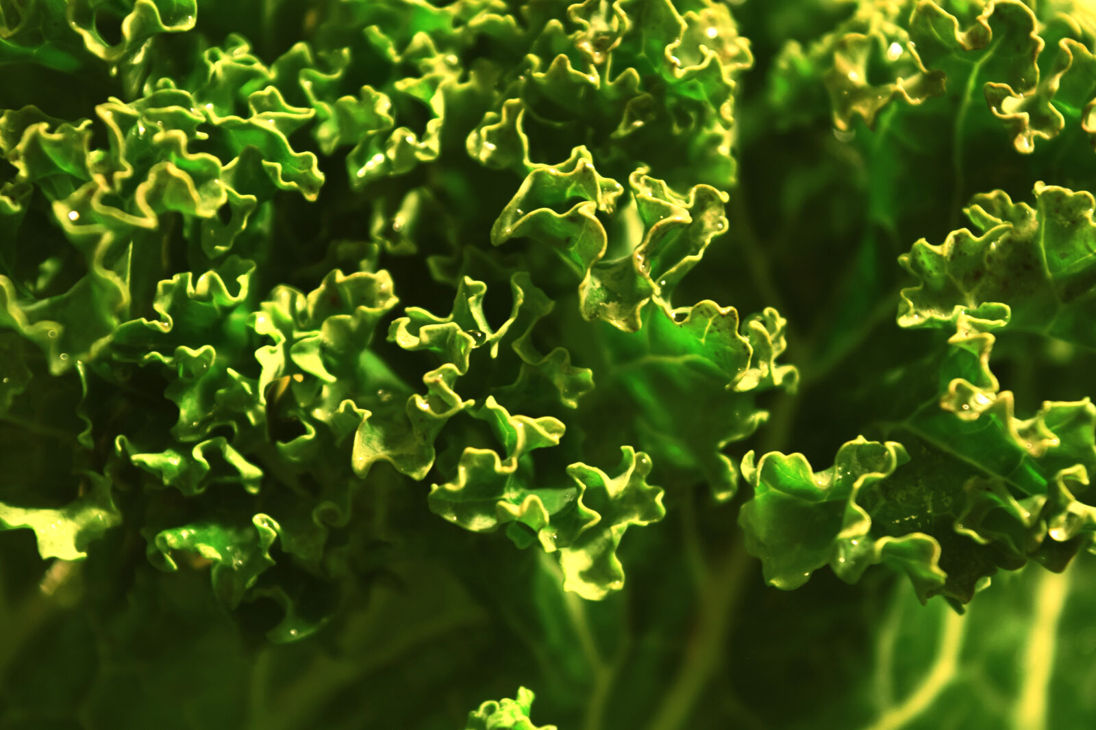 Nikon D3300 sample photo. Jarmuz, kale, leaf, vegetable photography