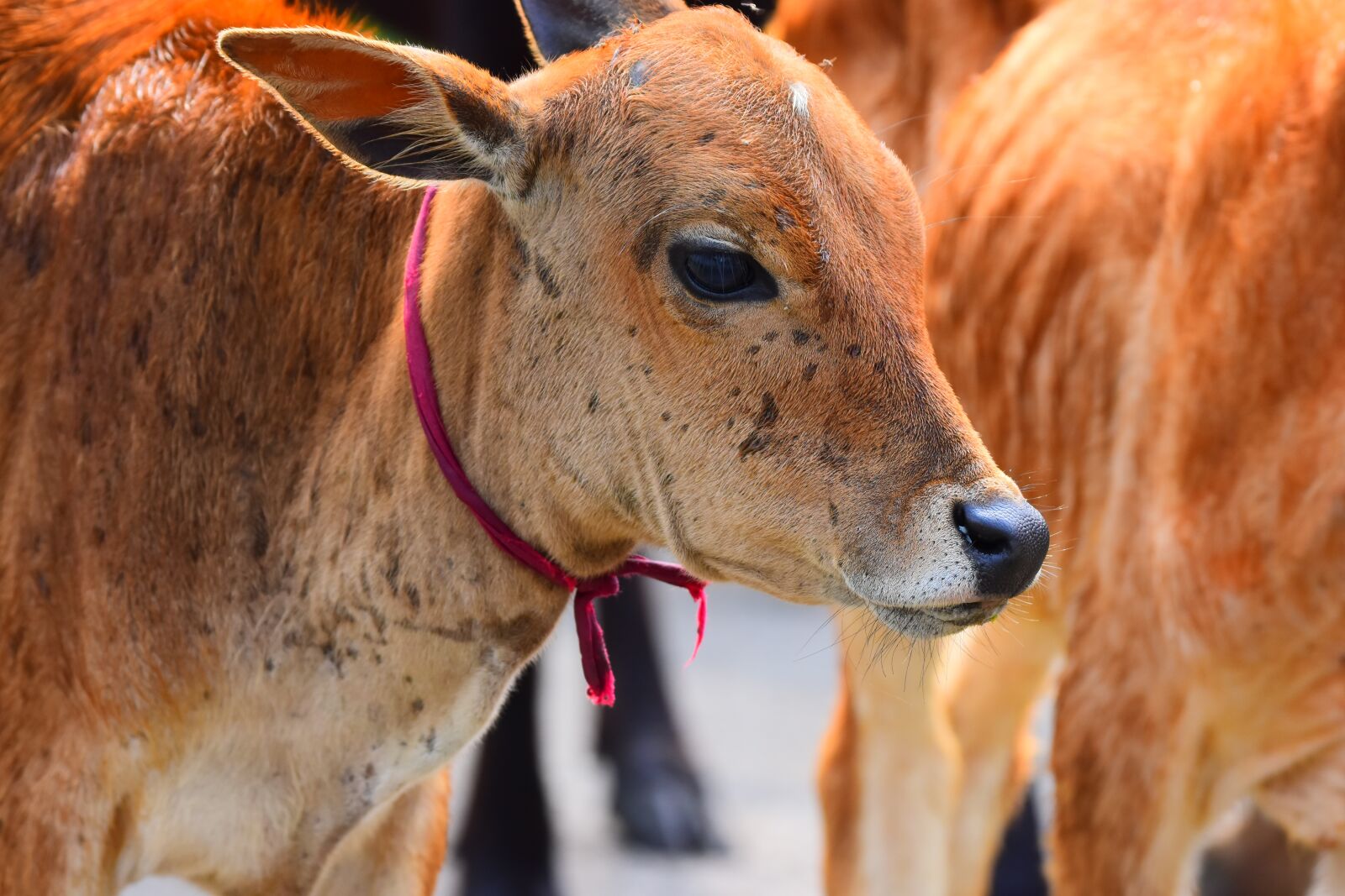 Nikon D5600 sample photo. Animal, nature, mammal photography