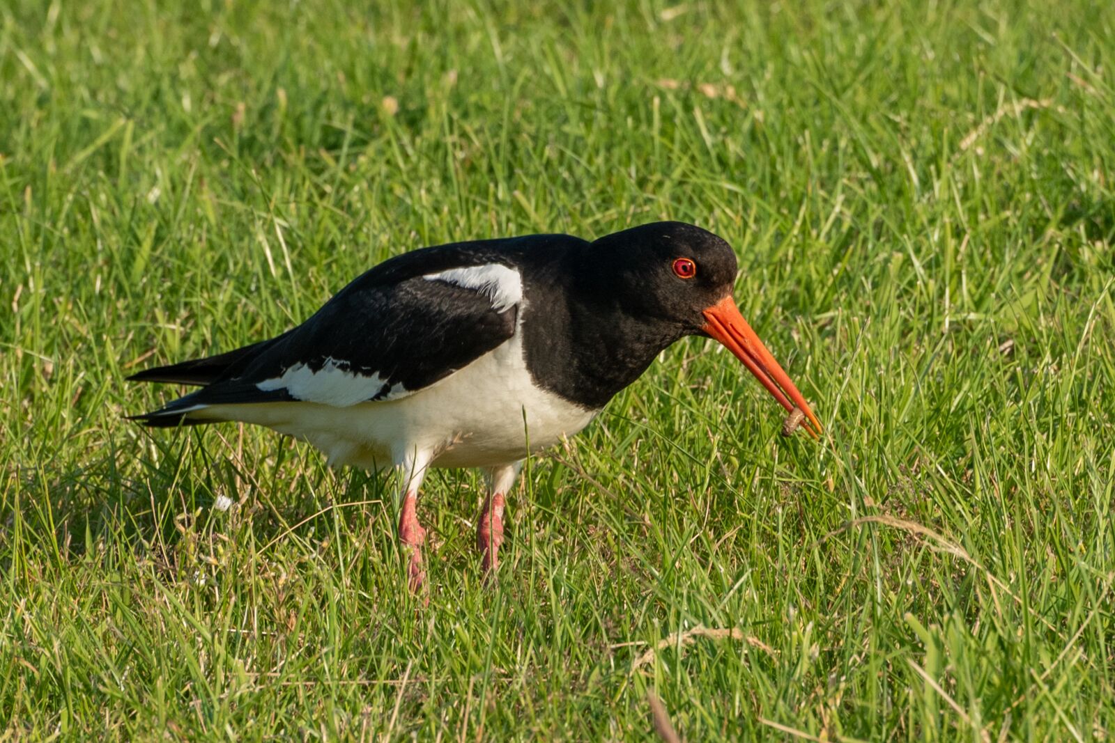 Nikon D750 sample photo. Oystercatcher, bird, eating photography