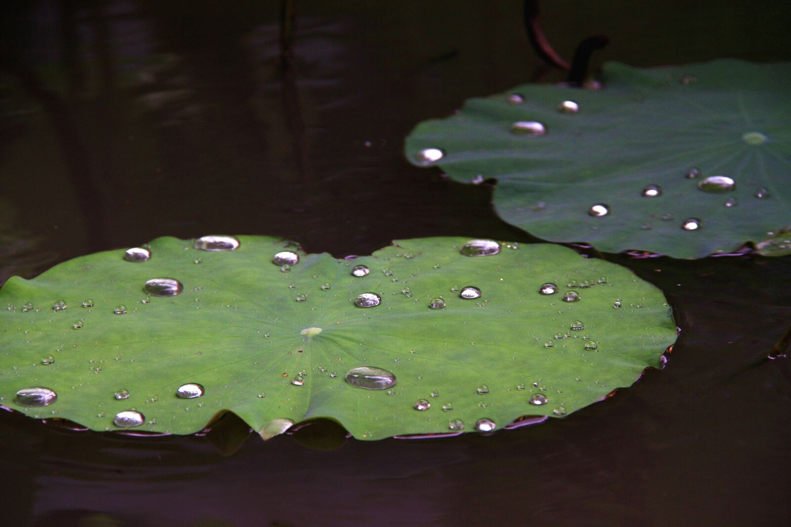 Canon EF-S 18-200mm F3.5-5.6 IS sample photo. Lotus, leaf, droplets photography