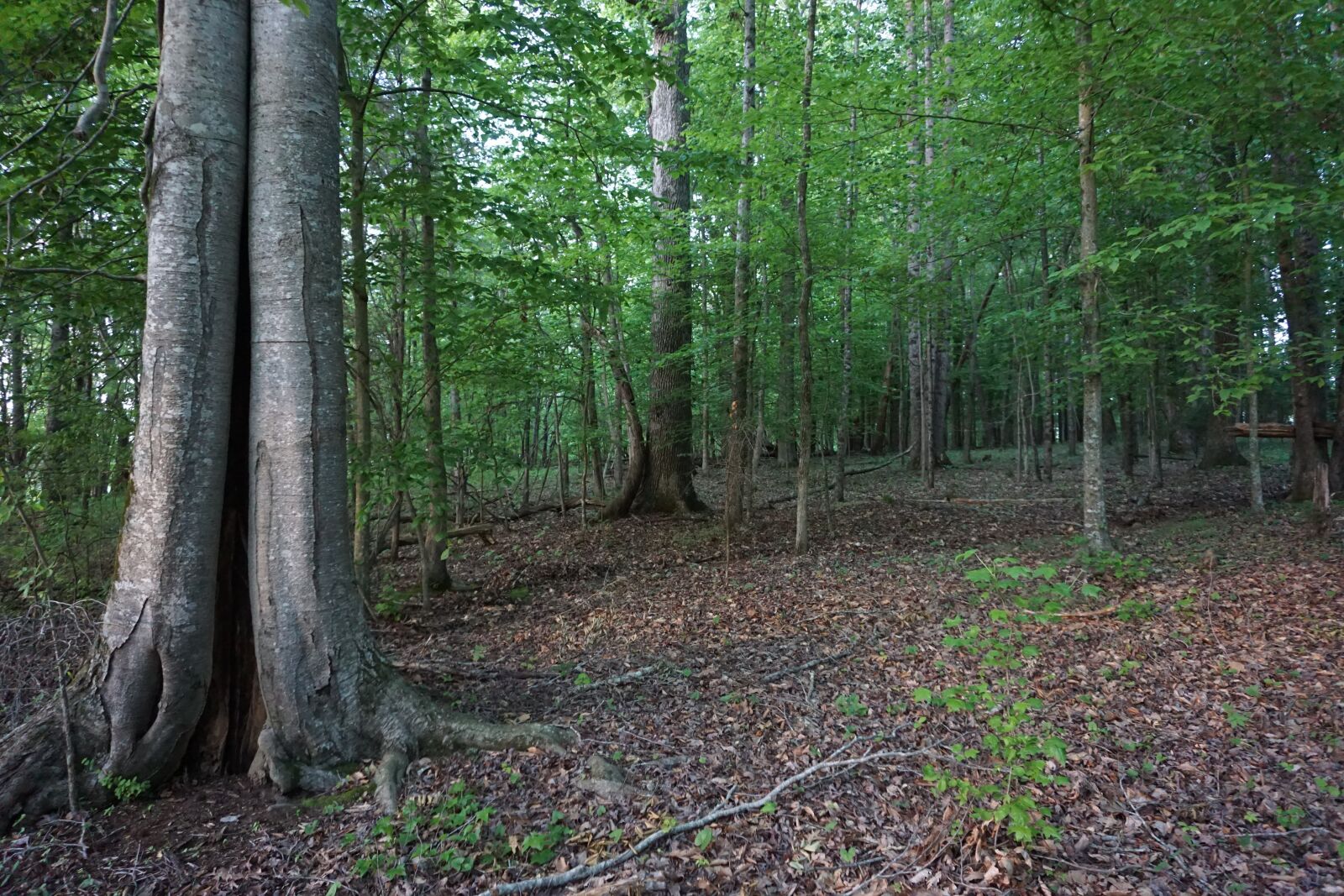 Sony a6000 sample photo. Forest, trees, bark photography