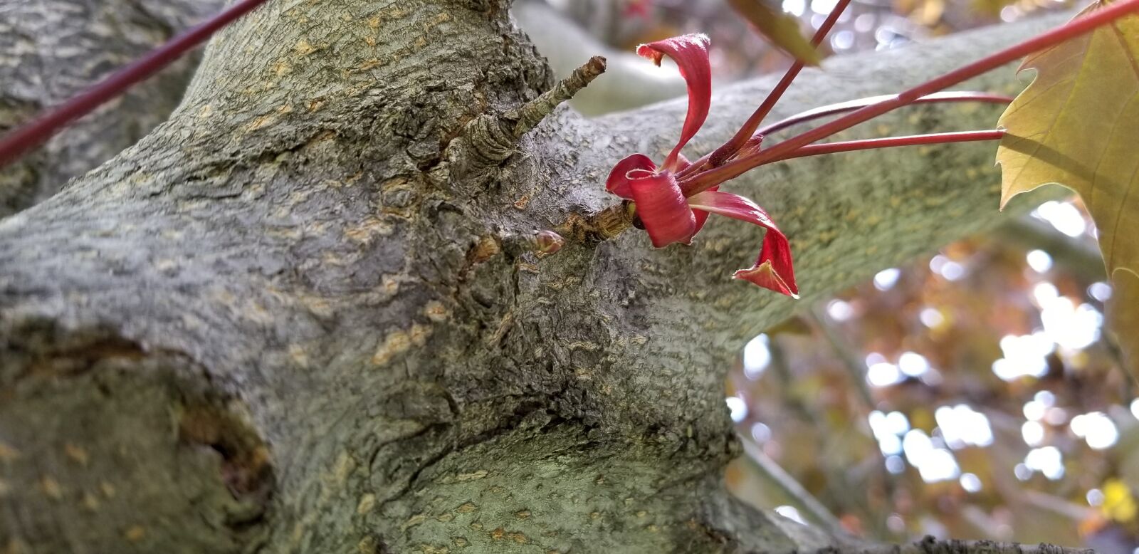 Samsung Galaxy S8 sample photo