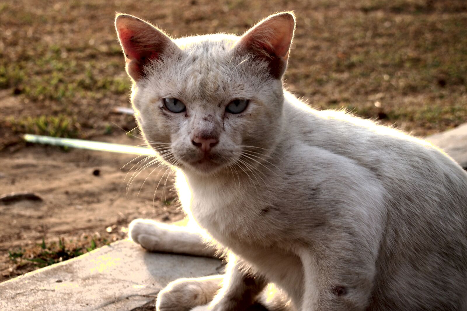 Olympus PEN E-PM1 + Olympus M.Zuiko Digital 14-42mm F3.5-5.6 II R sample photo. Blue, eyes, cat, cat photography