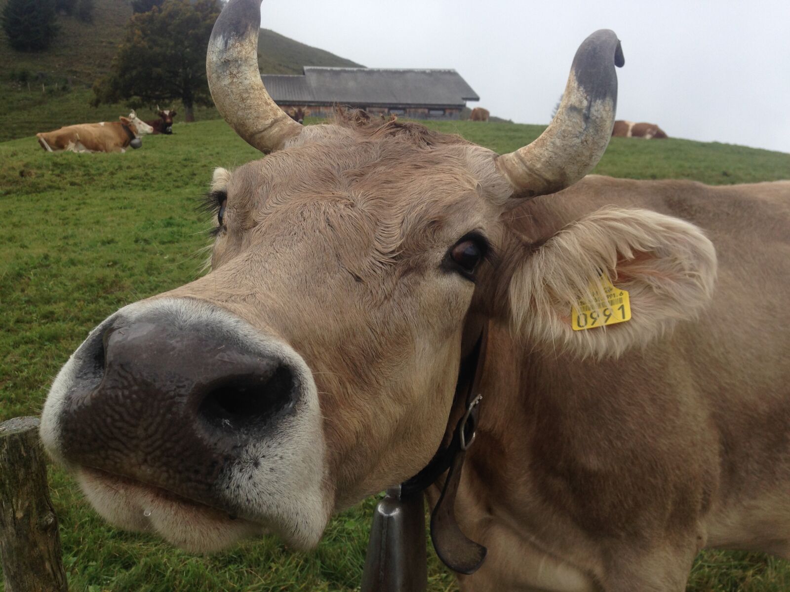 Apple iPhone 5 sample photo. Alpine, pasture, cow photography
