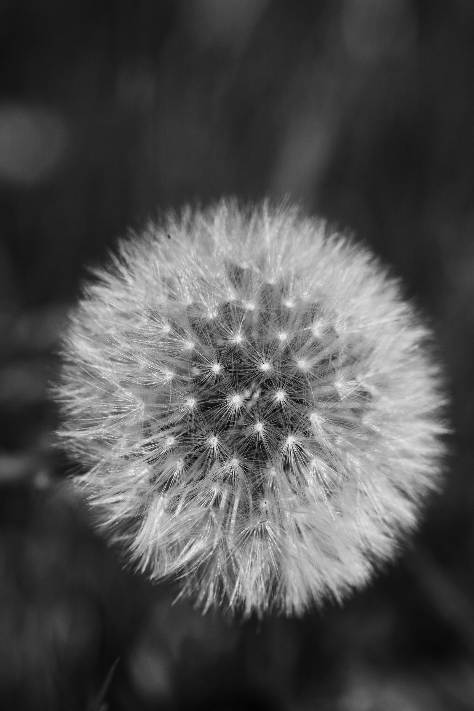 Canon EOS 7D Mark II sample photo. Dandelion, macro, nature photography