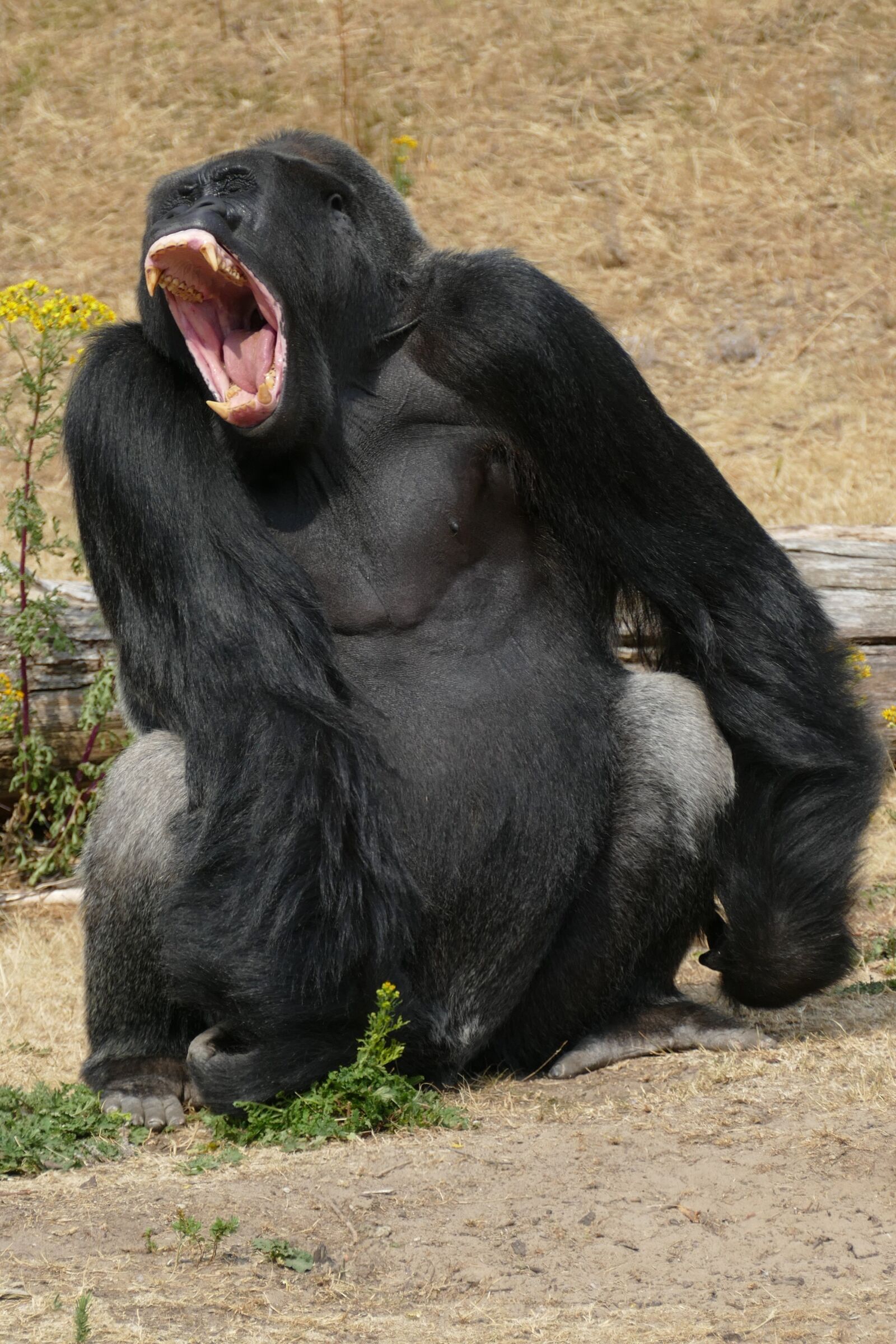 Panasonic Lumix DMC-FZ1000 sample photo. Gorilla, lowland gorillas, monkey photography