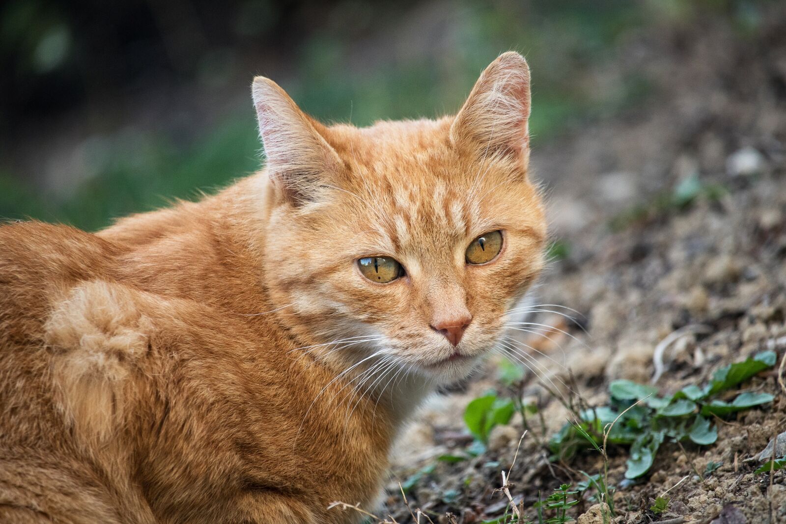 Canon EF-S 55-250mm F4-5.6 IS STM sample photo. Cat, domestic cat, pet photography
