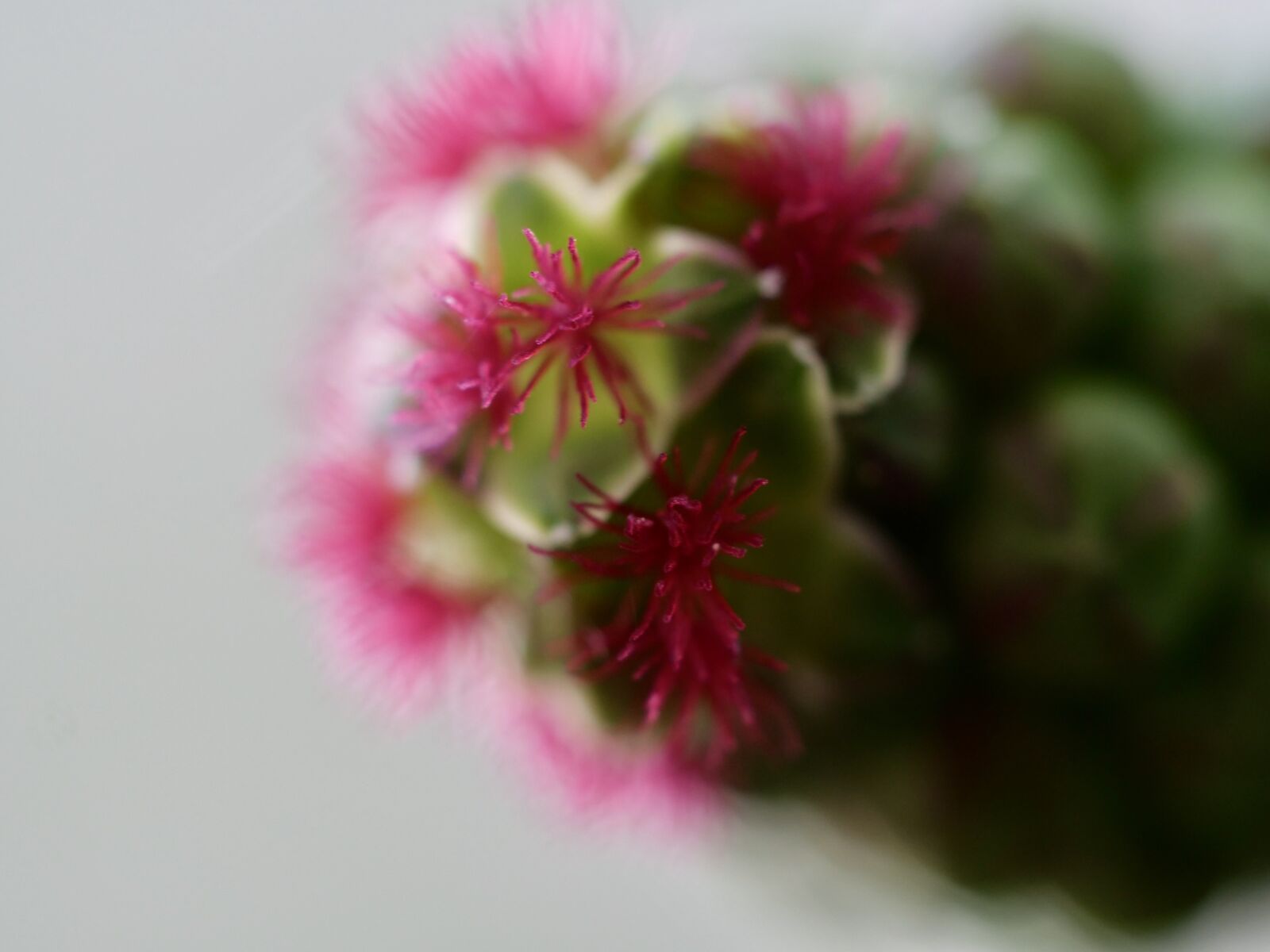 Panasonic Lumix DC-G9 sample photo. Macro, close up, spring photography