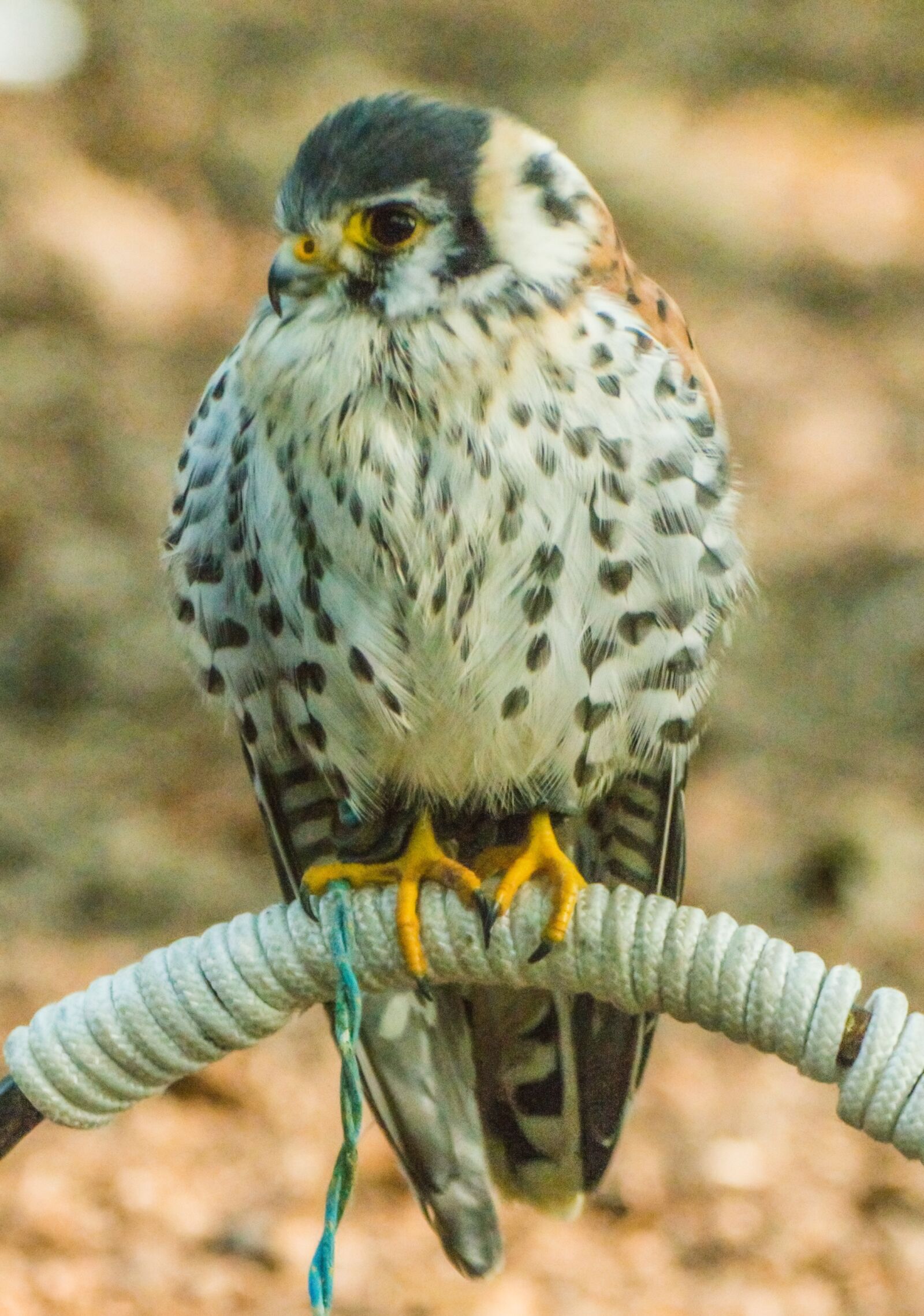 Nikon D7100 sample photo. Bird of prey, nature photography