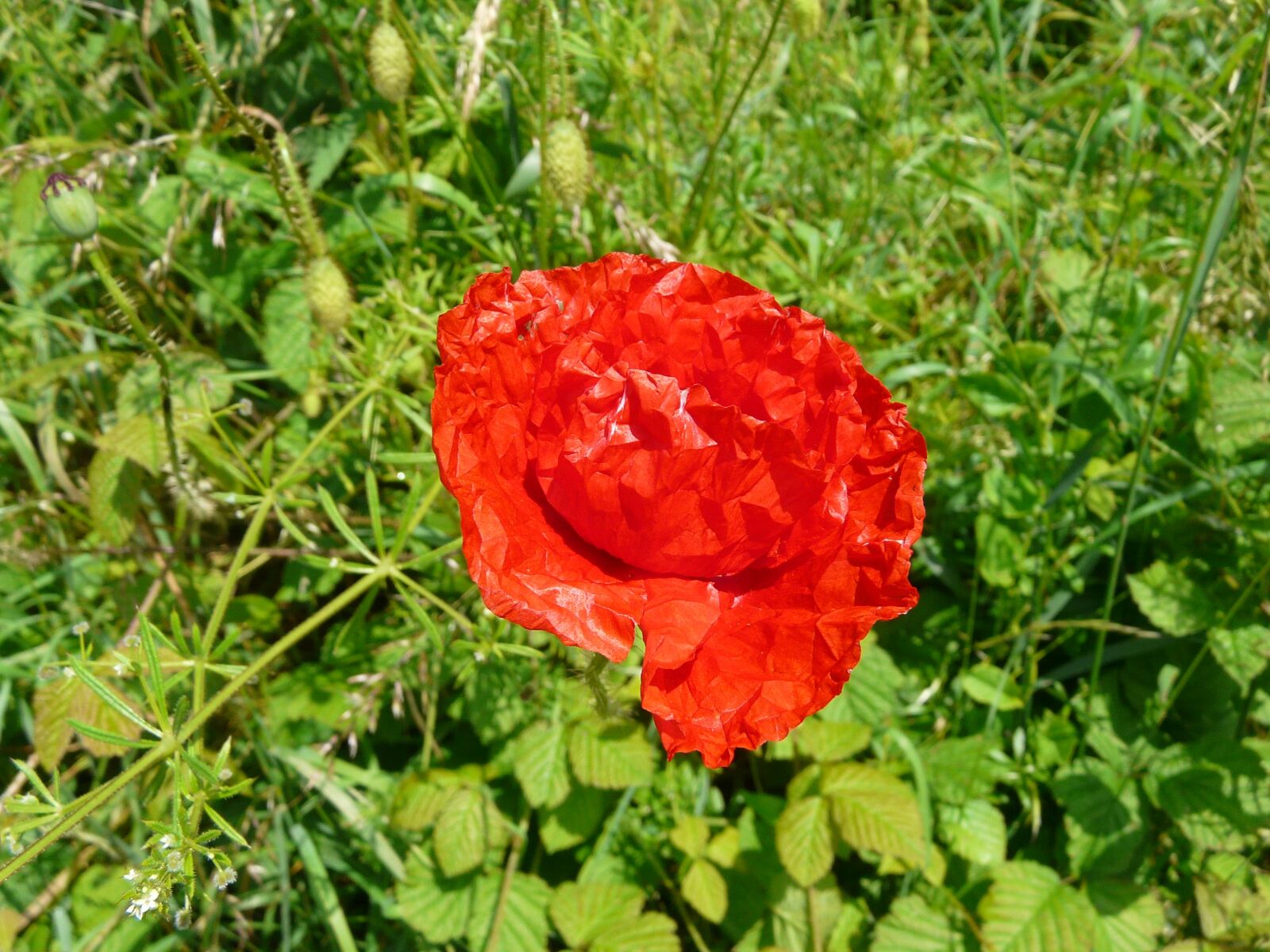 Panasonic DMC-FZ18 sample photo. Fields, flowers, poppy photography