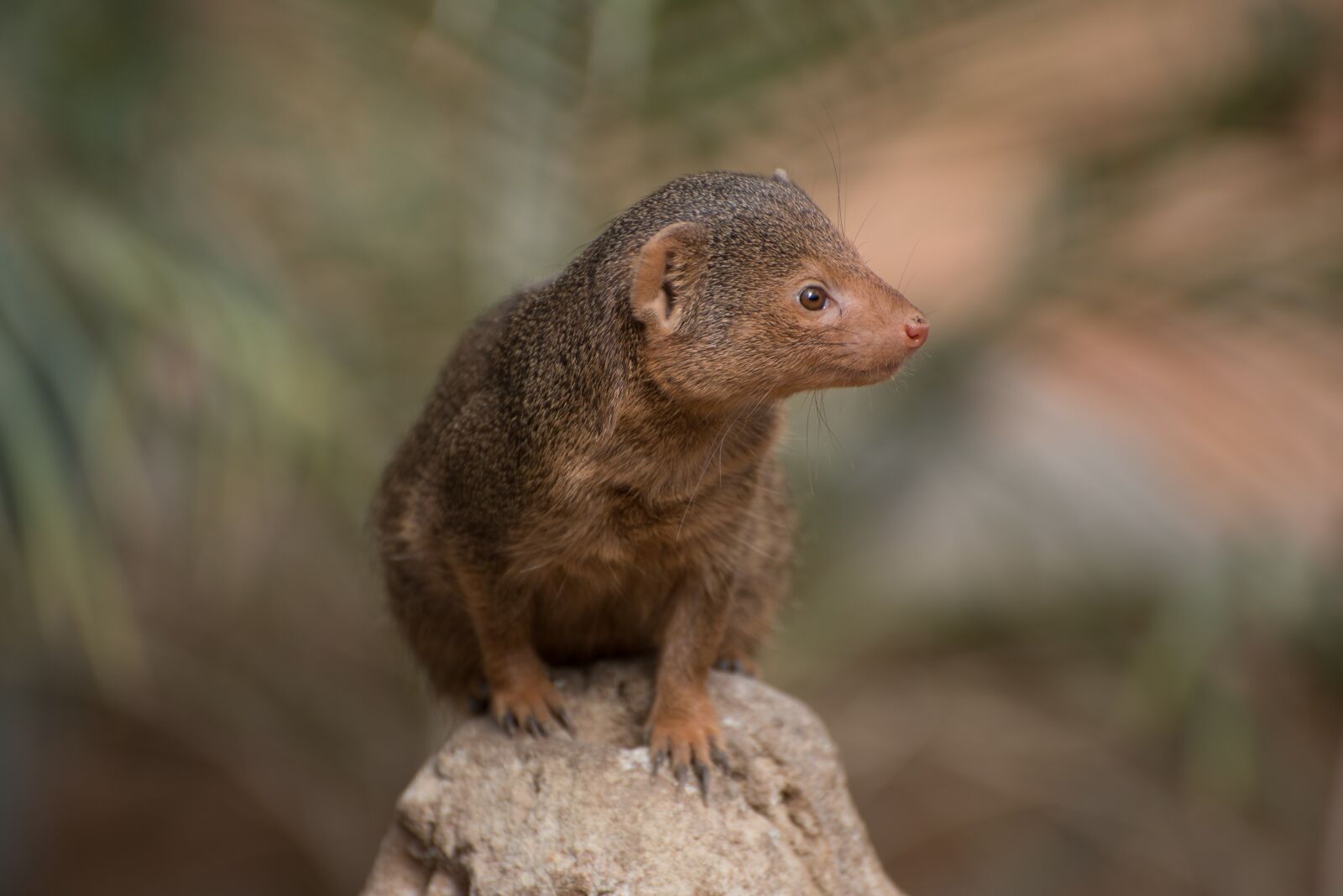Nikon D750 sample photo. Meerkat, zoo, pairi daiza photography