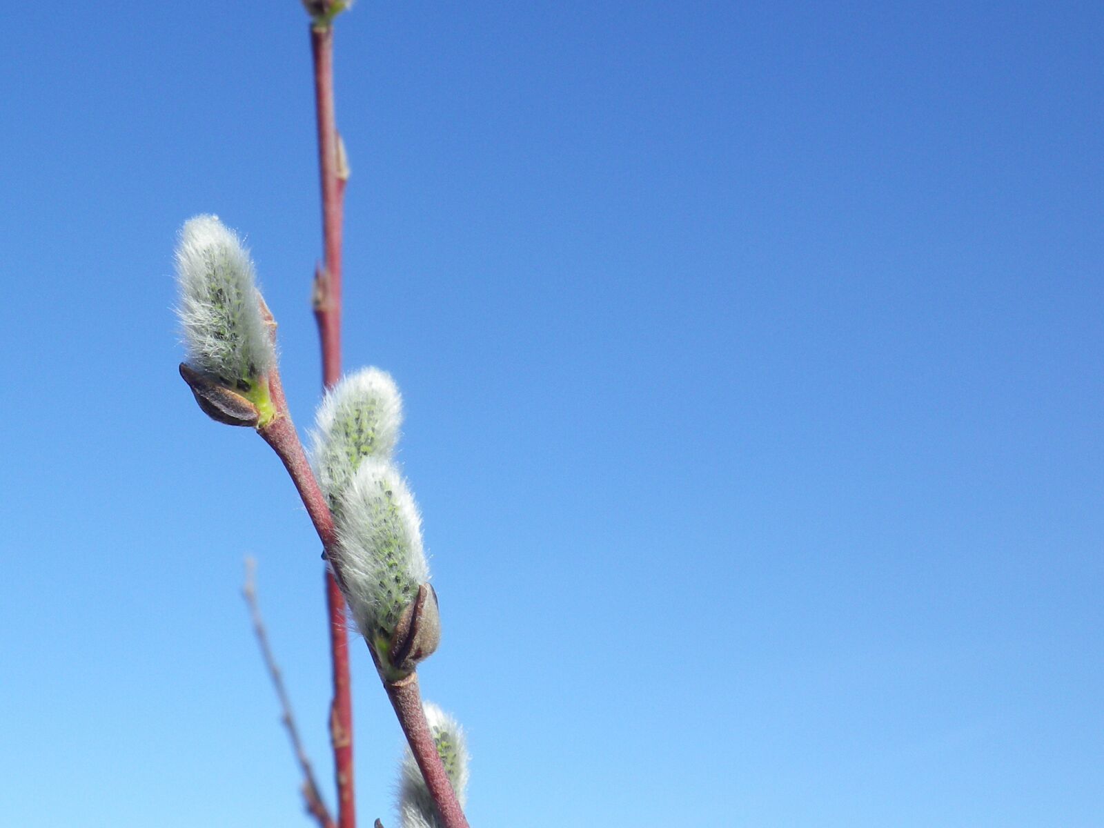 Pentax Optio RZ10 sample photo. Pussy willow, nature, willow photography