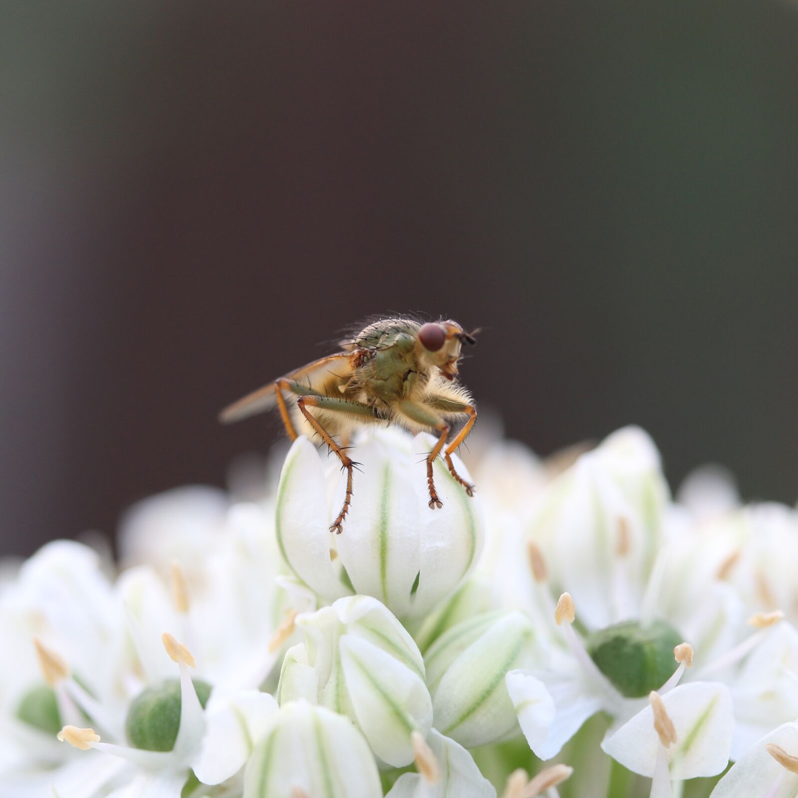 Canon EOS 70D + Canon EF-S 60mm F2.8 Macro USM sample photo. Nature, bee, pollinate photography